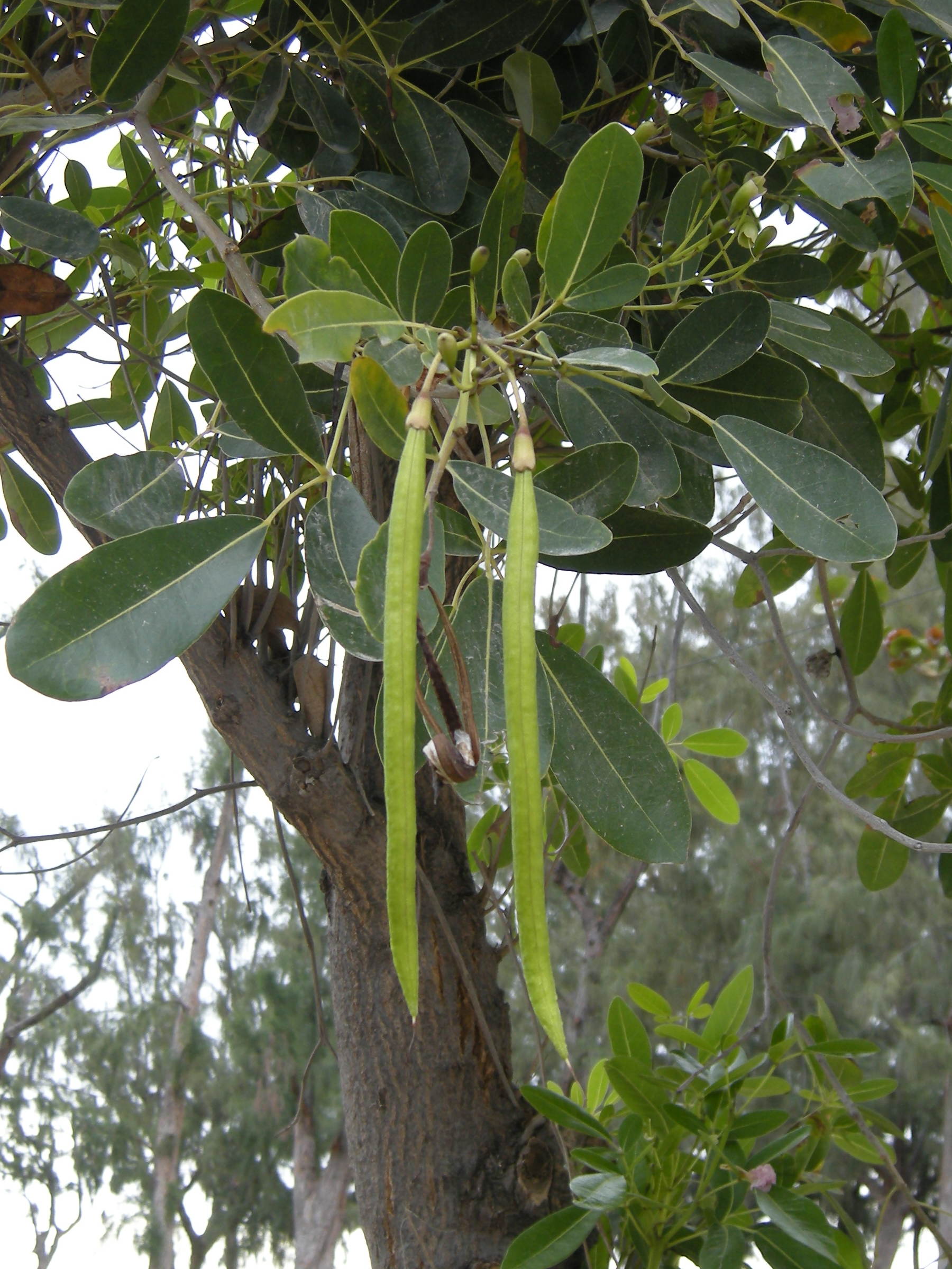 tabebuia_heterophylla6md