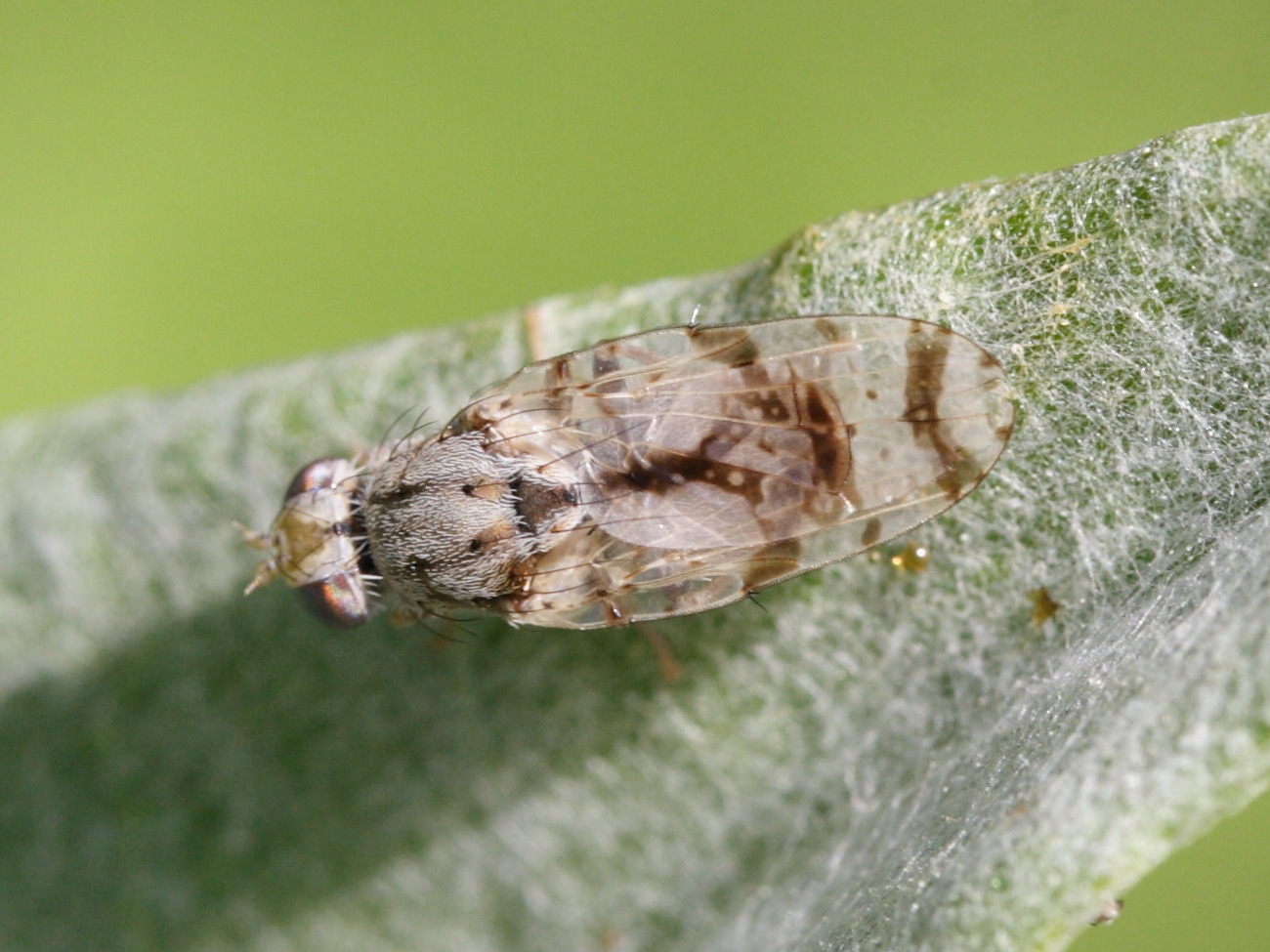 tephritis_postica1md