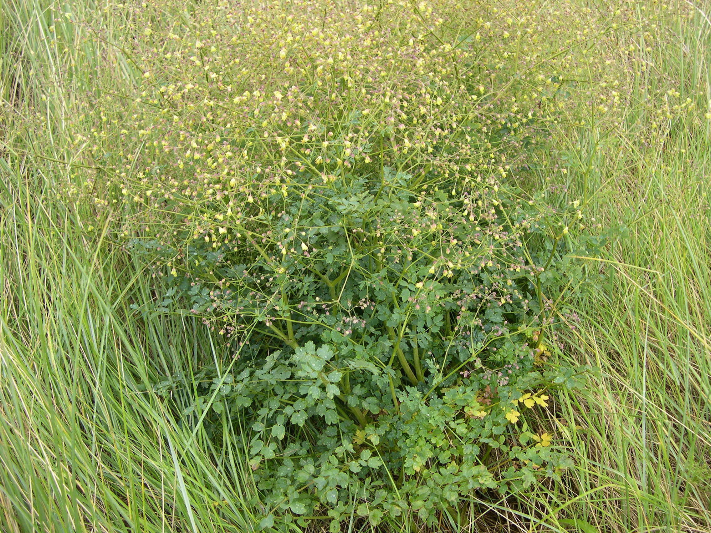 Afficher le média thalictrum_minus_dunense1md thalictrum_minus_dunense1md