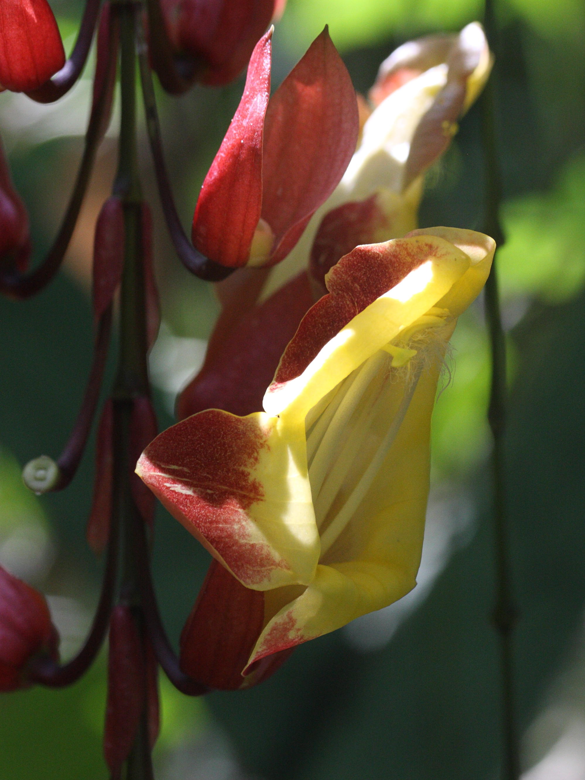 thunbergia_mysorensis4md