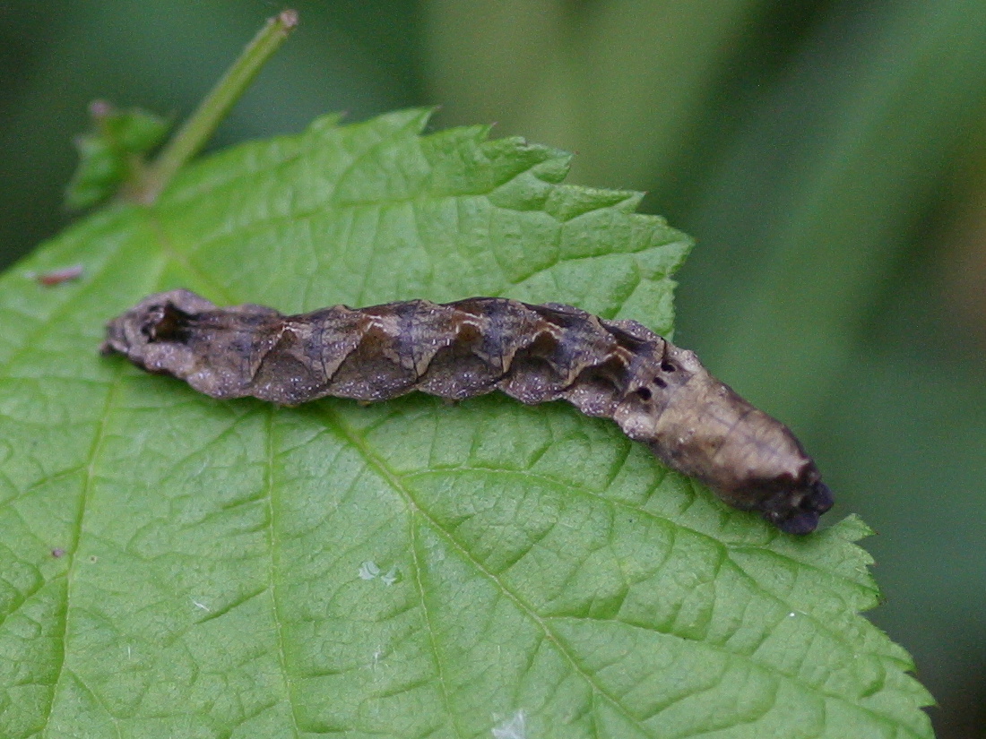 thyatira_batis_ch2bd