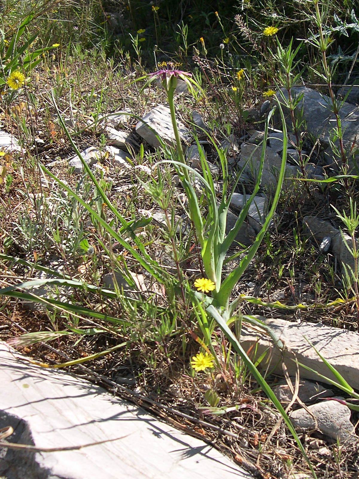 tragopogon_porrifolius_australis1md