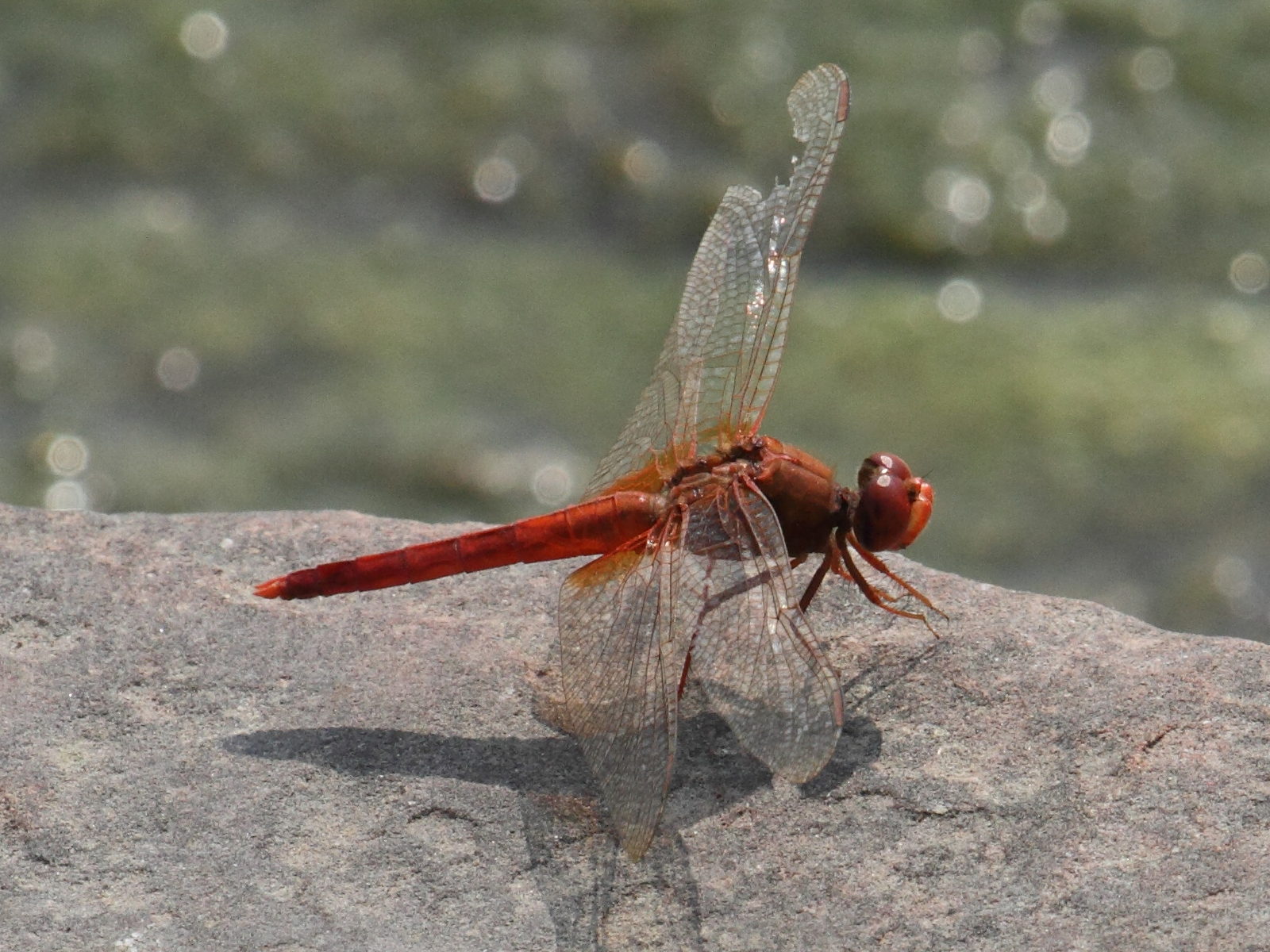 urothemis_signata2bd
