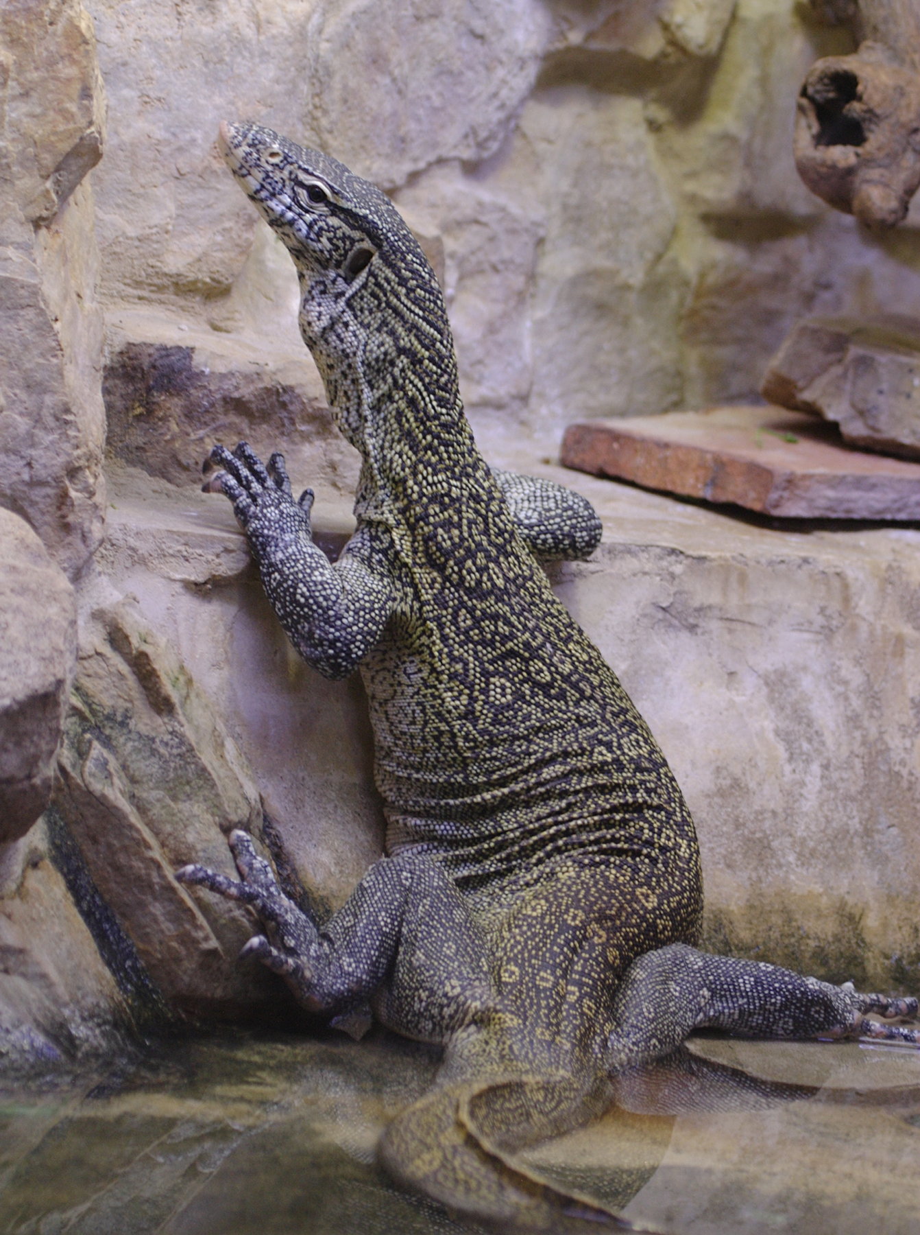 varanus_salvator1bd