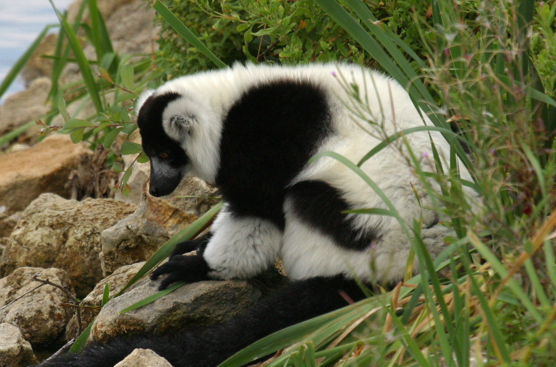 Varecia_variegata ssp. variegata