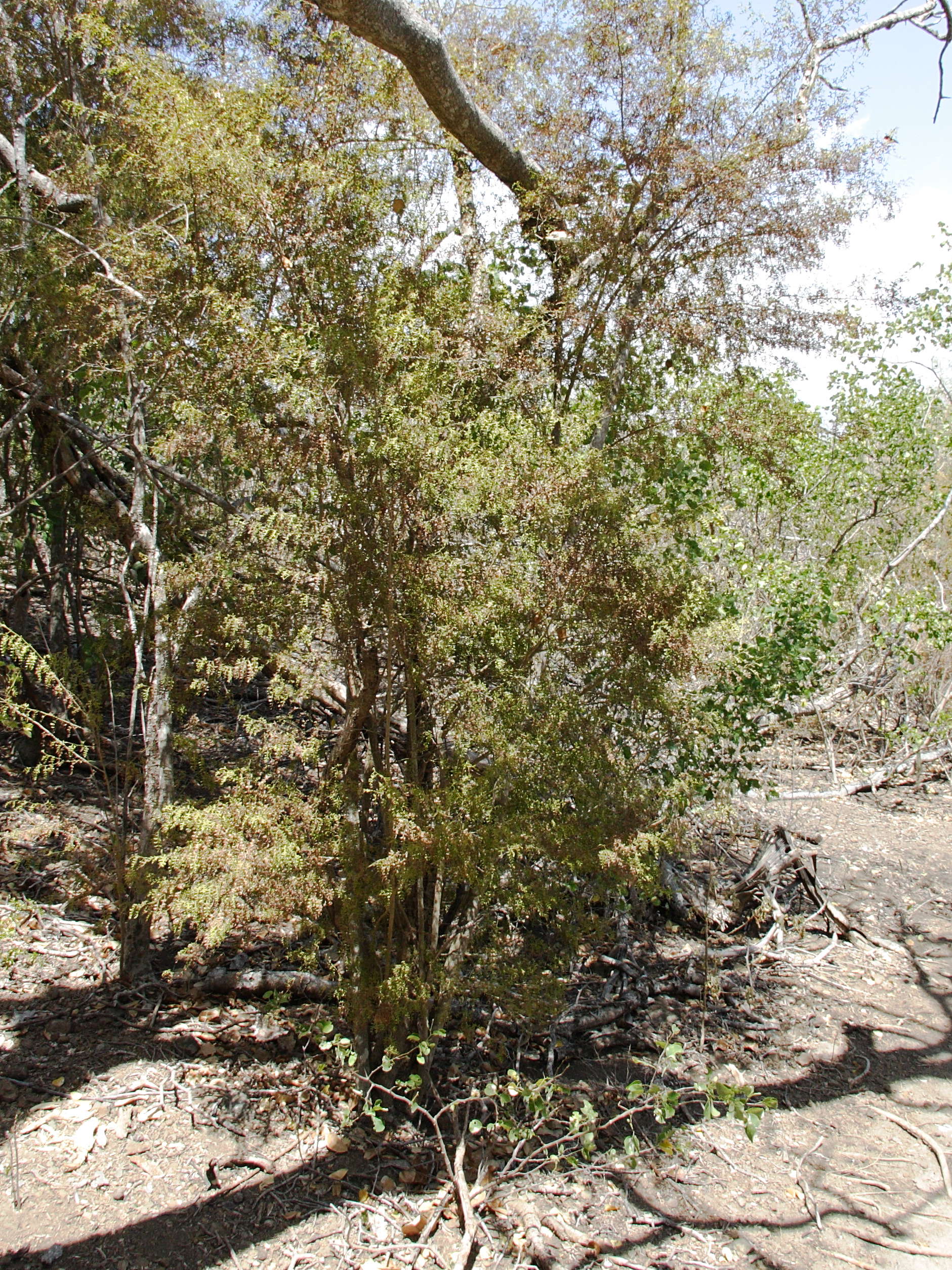 Afficher le média Zanthoxylum_tragodes Zanthoxylum_tragodes