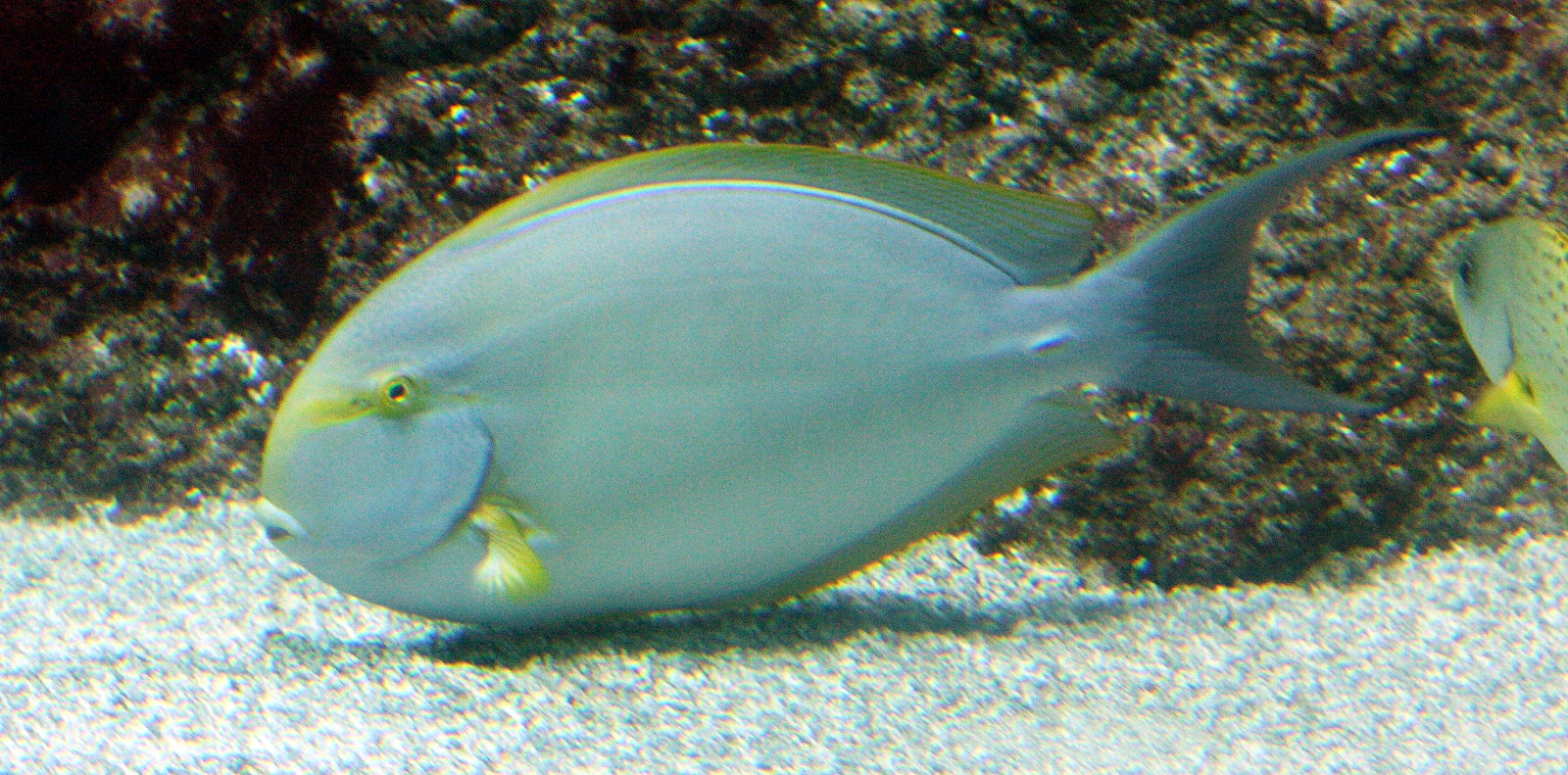Afficher le média acanthurus_dussumieri1bd acanthurus_dussumieri1bd