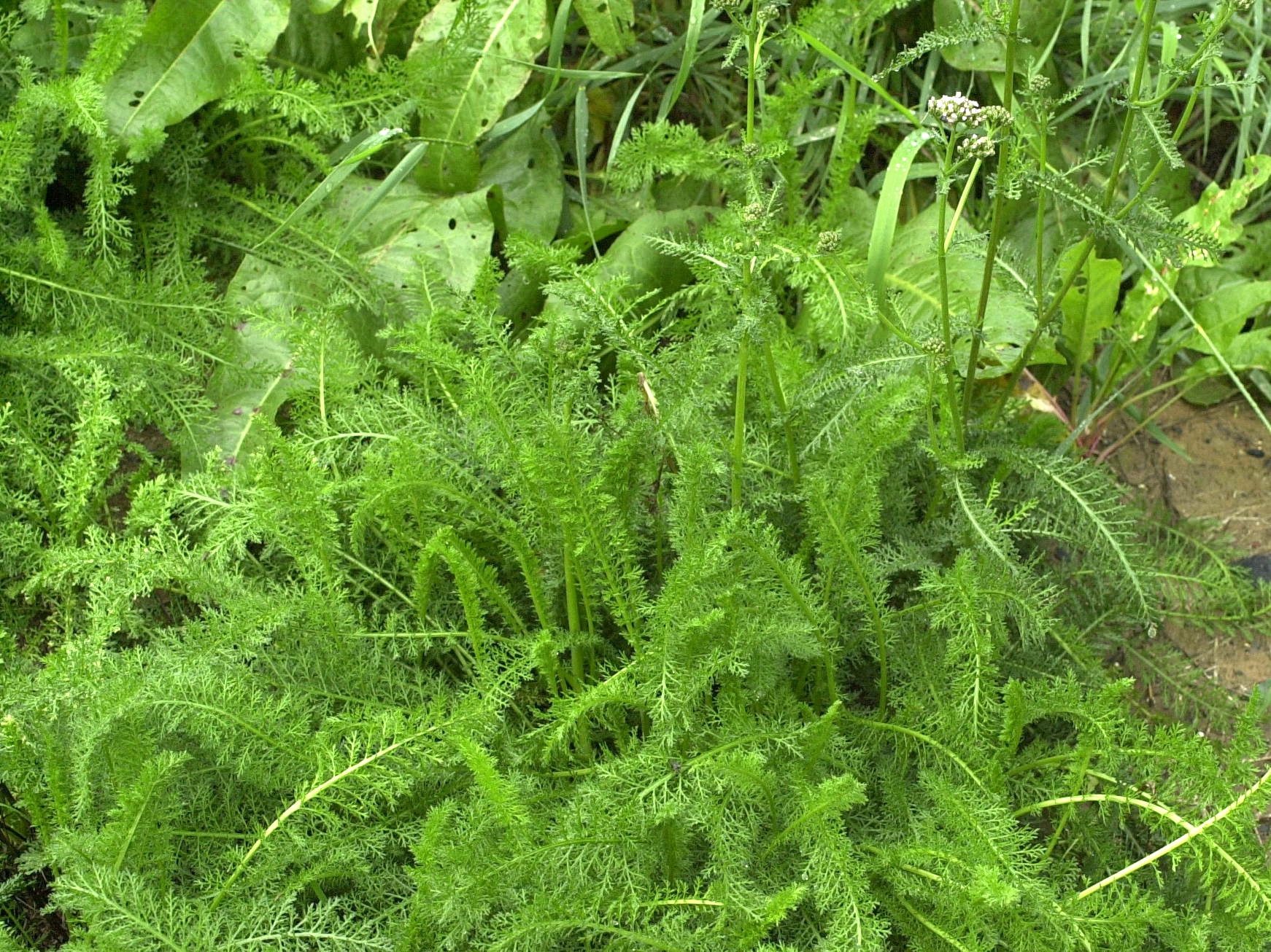 achillea_millefolium1md