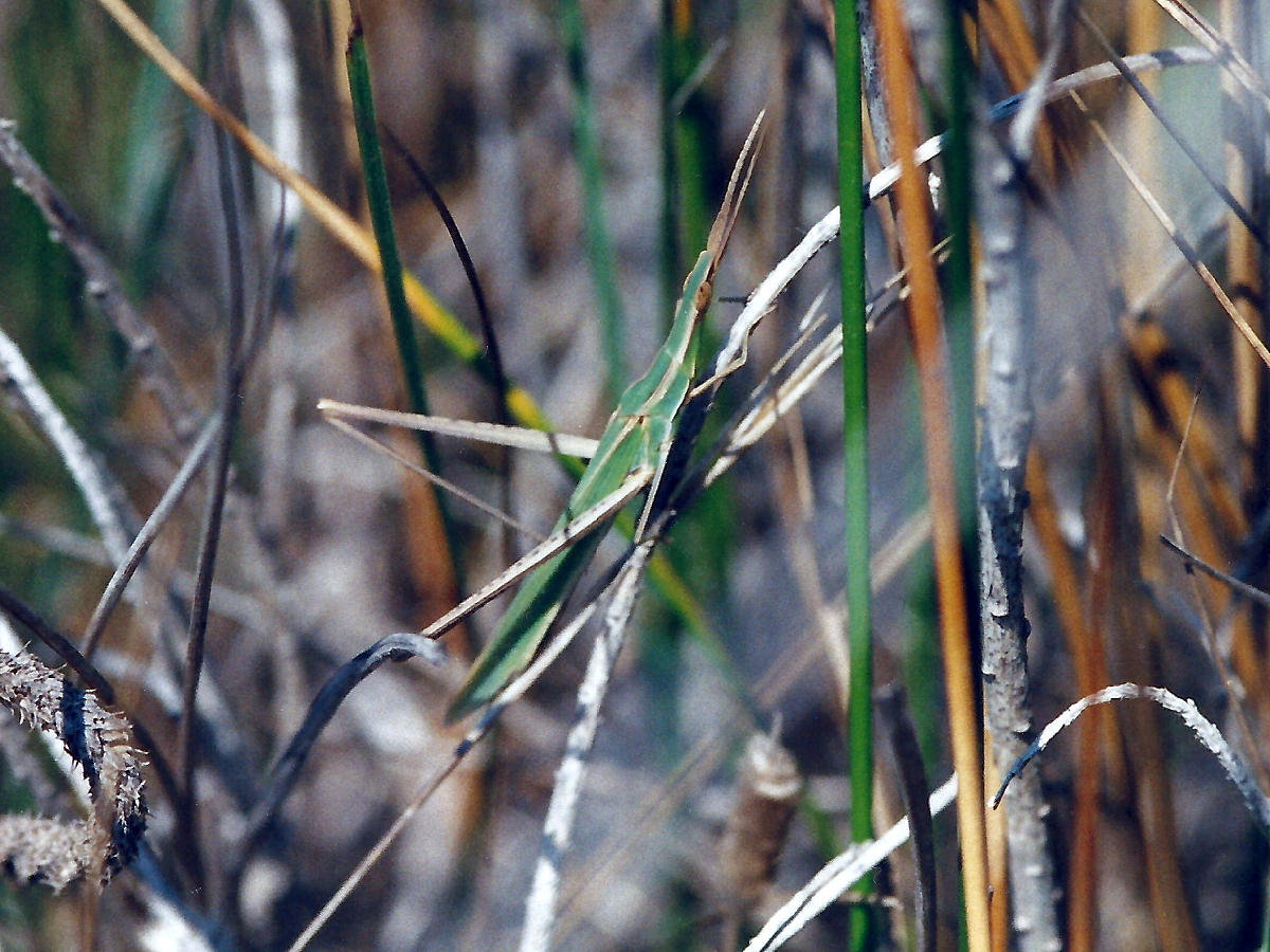 acrida_ungarica_mediterranea3md