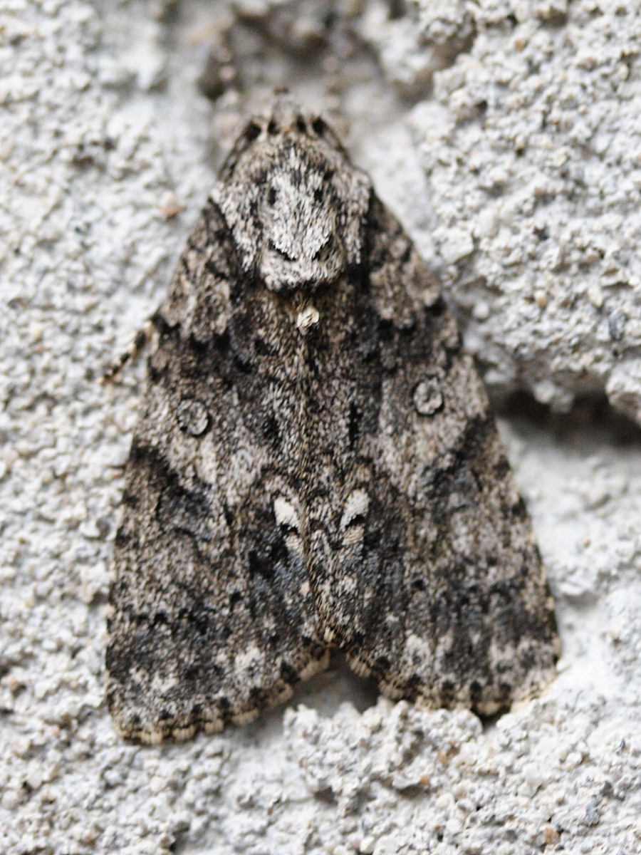 acronicta_rumicis3md