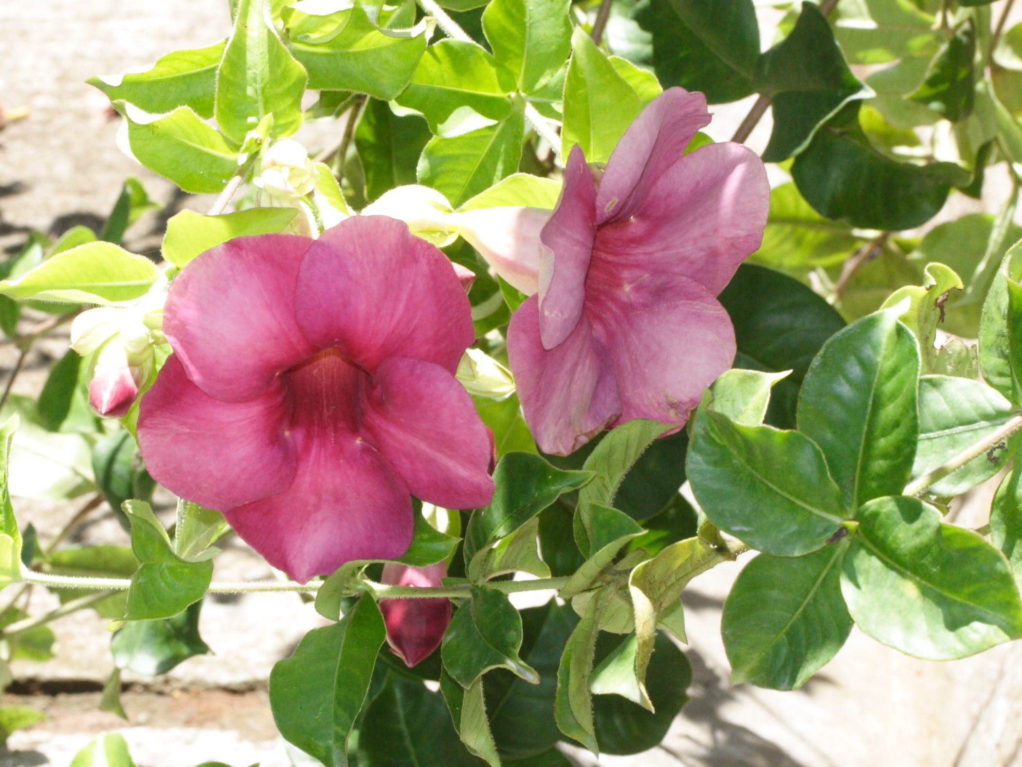 allamanda_blanchetti1md