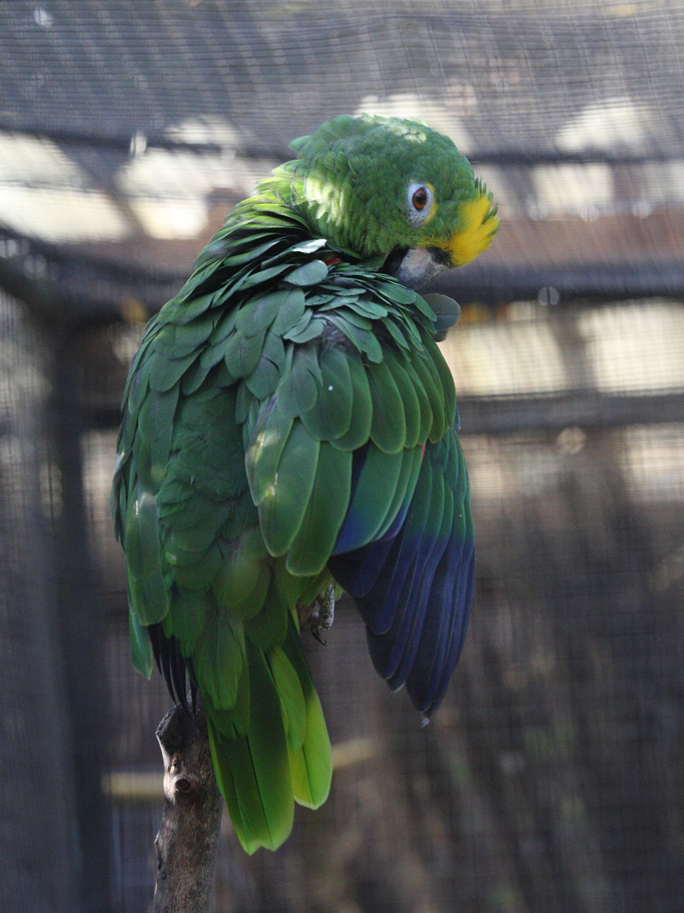 amazone_a_front_jaune_-_amazona_ochrocephala2md