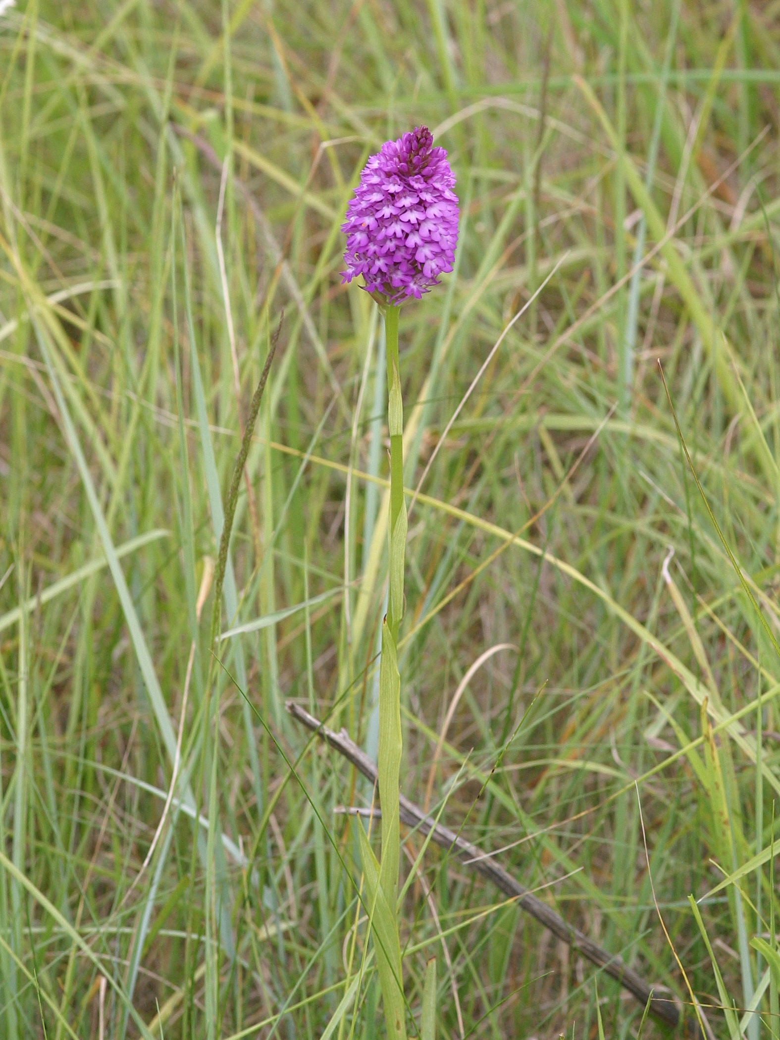 anacamptis_pyramidalis5bd