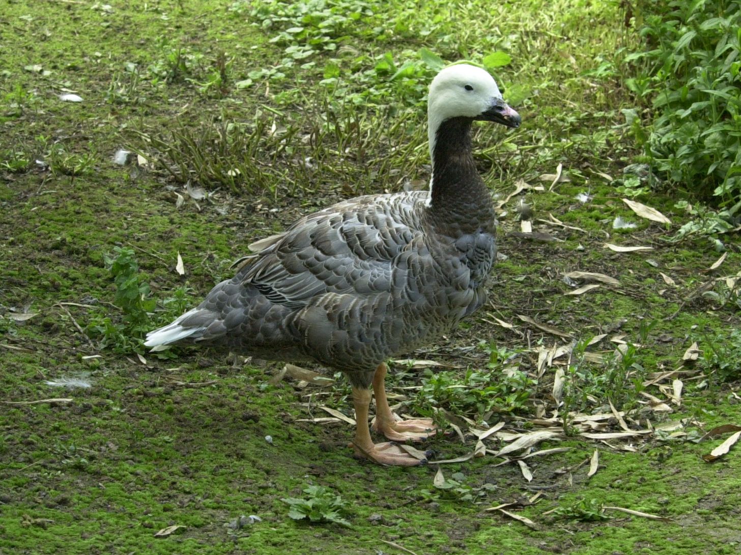Anser_canagica