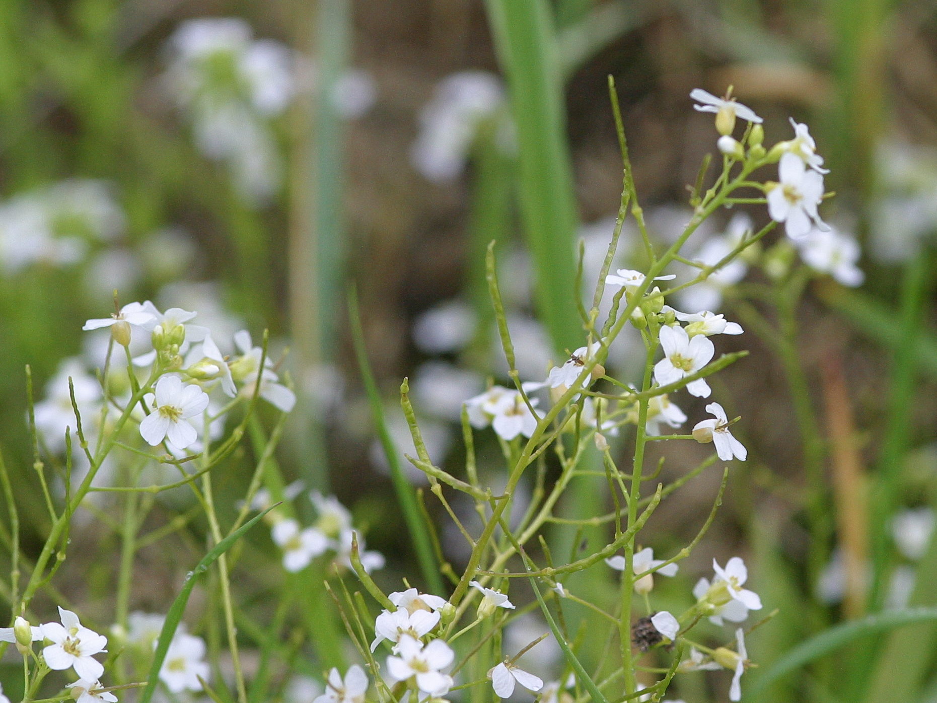 Afficher le média arabidopsis_halleri4md arabidopsis_halleri4md