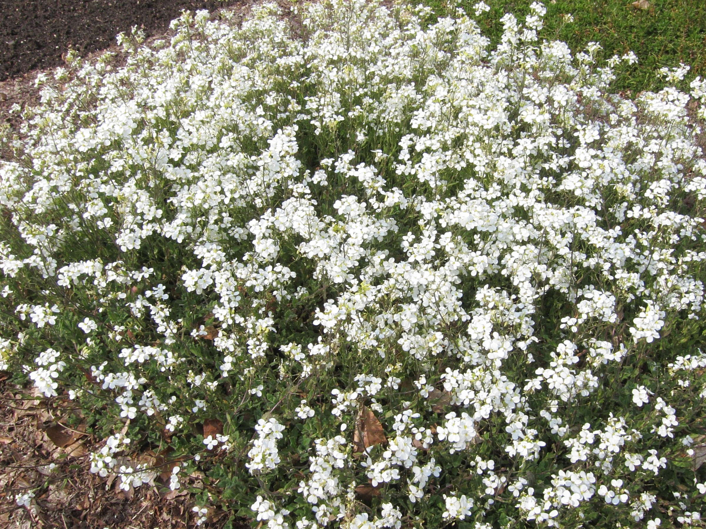 Afficher le média arabis_alpina_caucasica1bd arabis_alpina_caucasica1bd