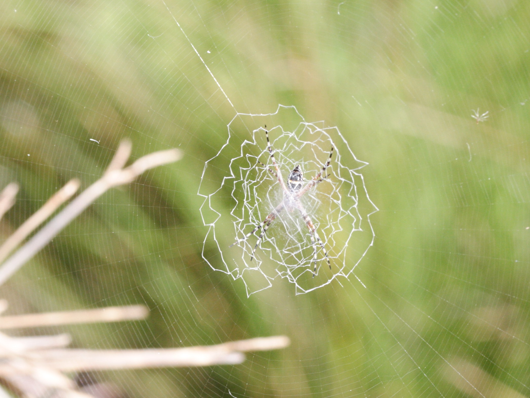 argiope_argentata2md