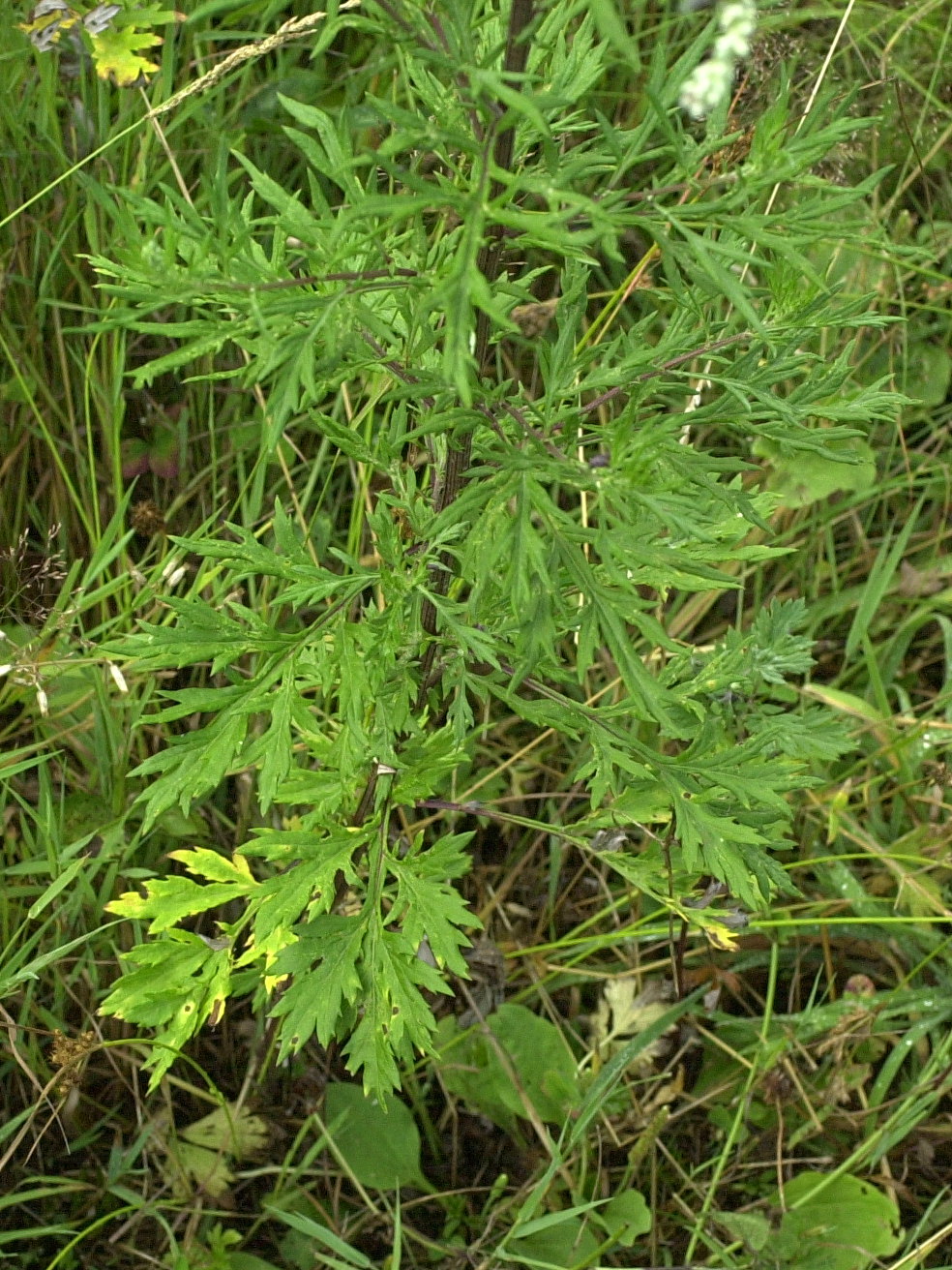 Afficher le média artemisia_vulgaris2bmd artemisia_vulgaris2bmd
