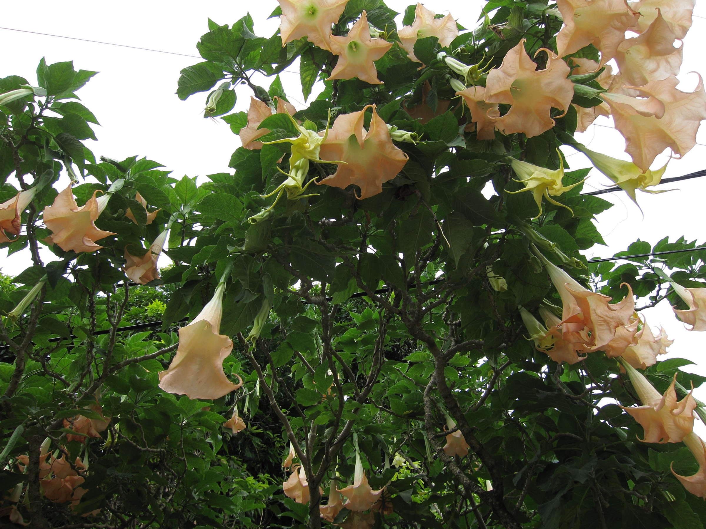 brugmansia_suaveolens3md