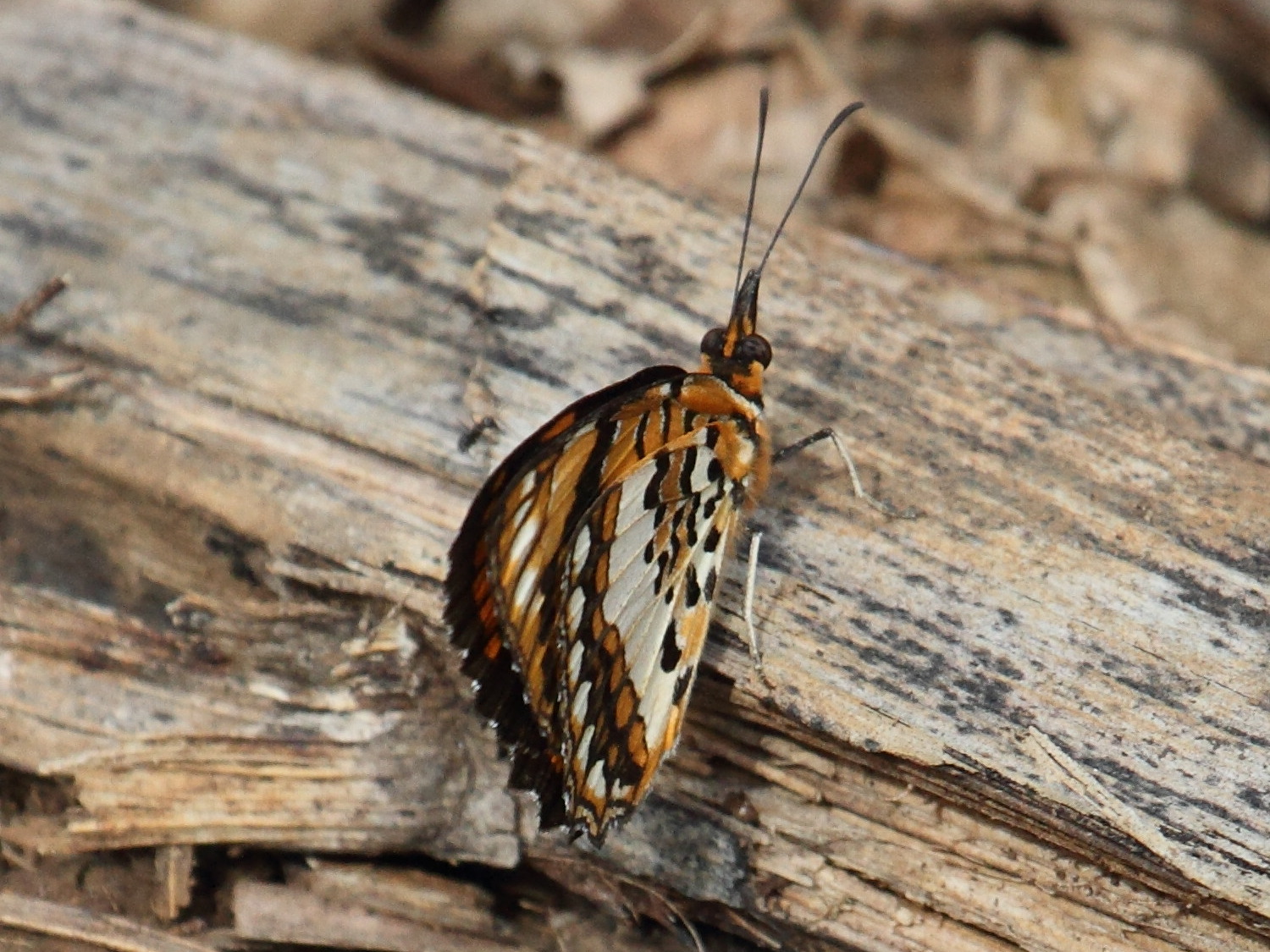 byblia_anvatara_anvatara5abd