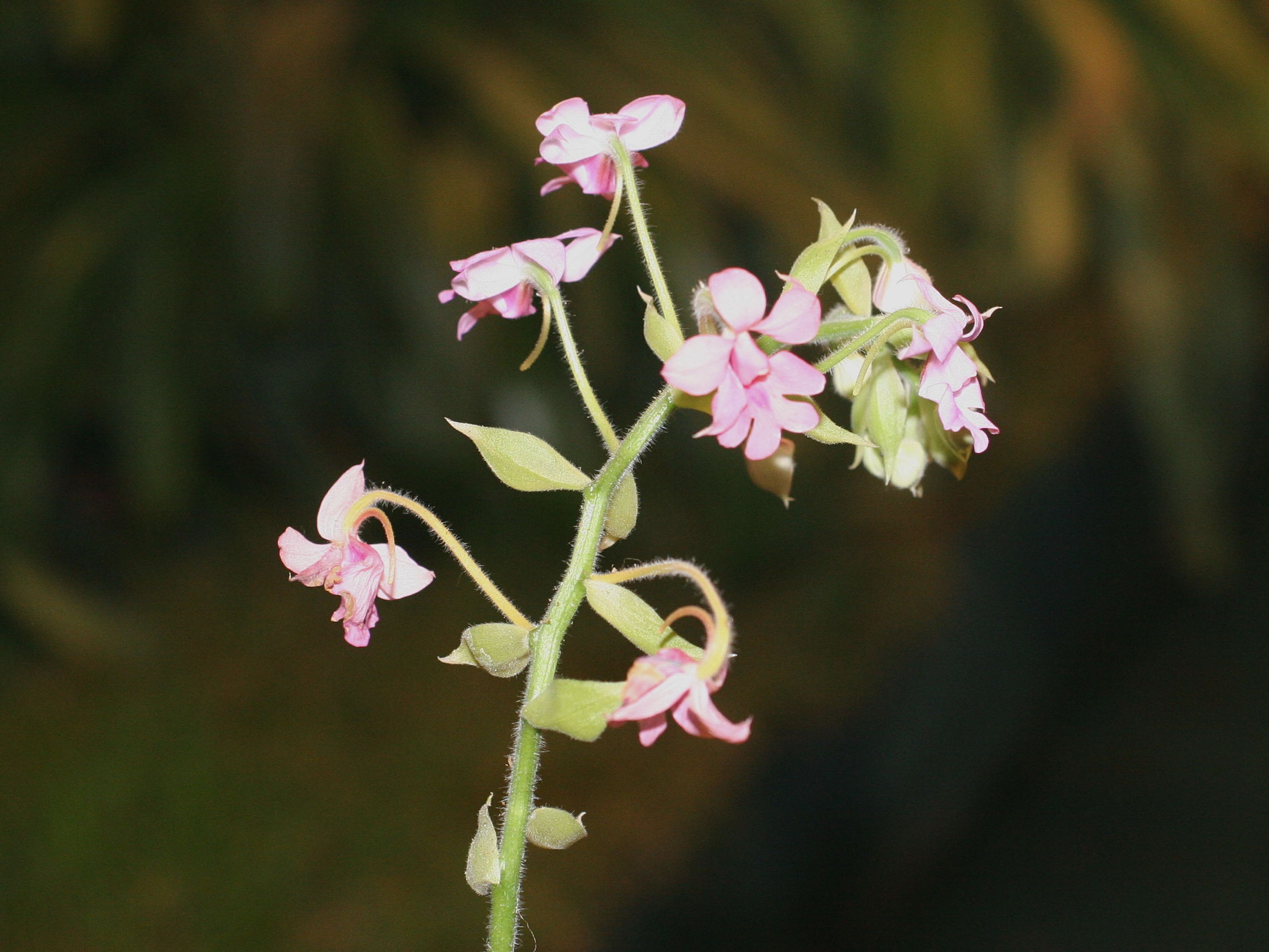 Afficher le média calanthe_cardioglossa1md calanthe_cardioglossa1md