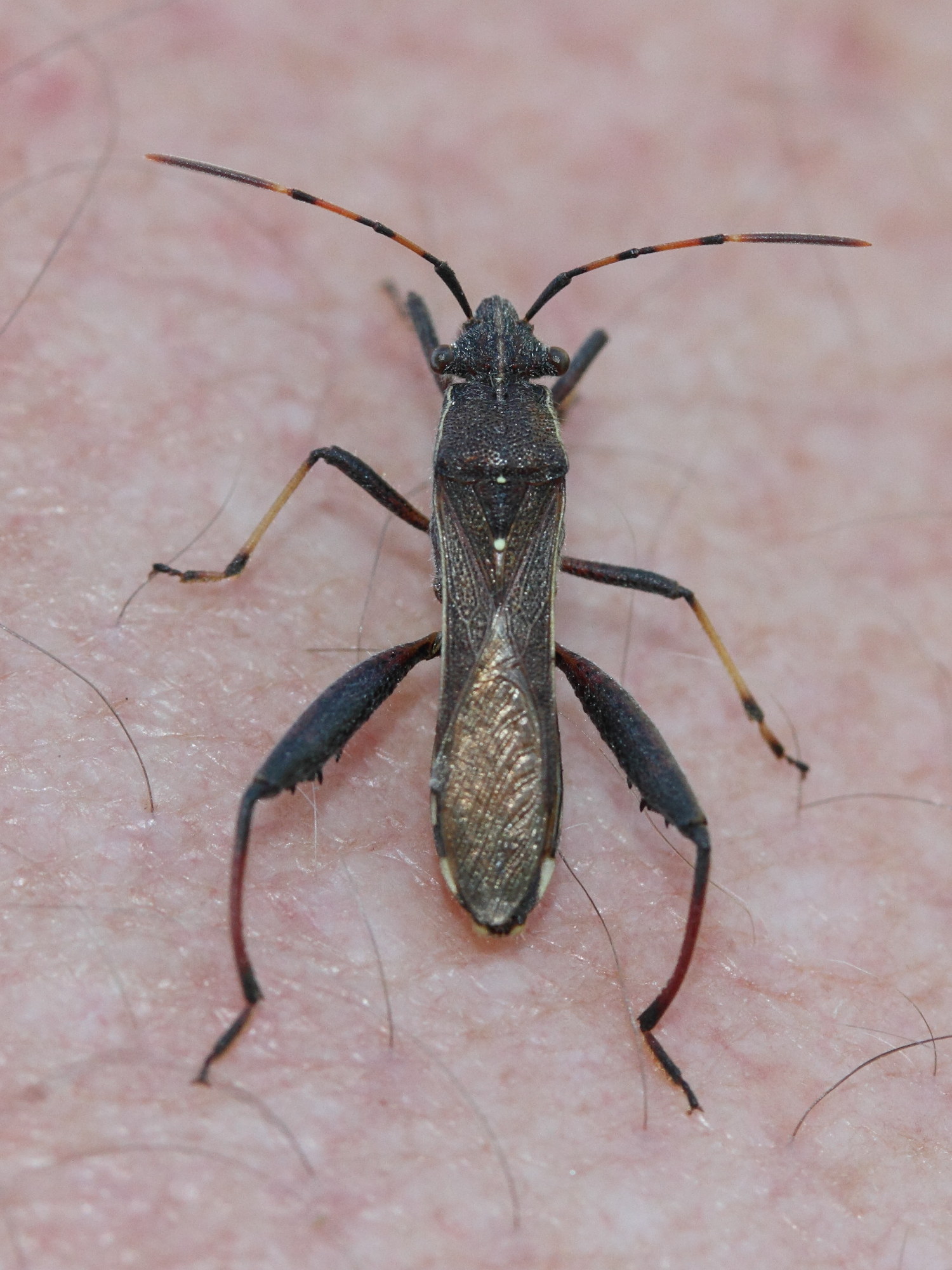 camptopus_lateralis3md