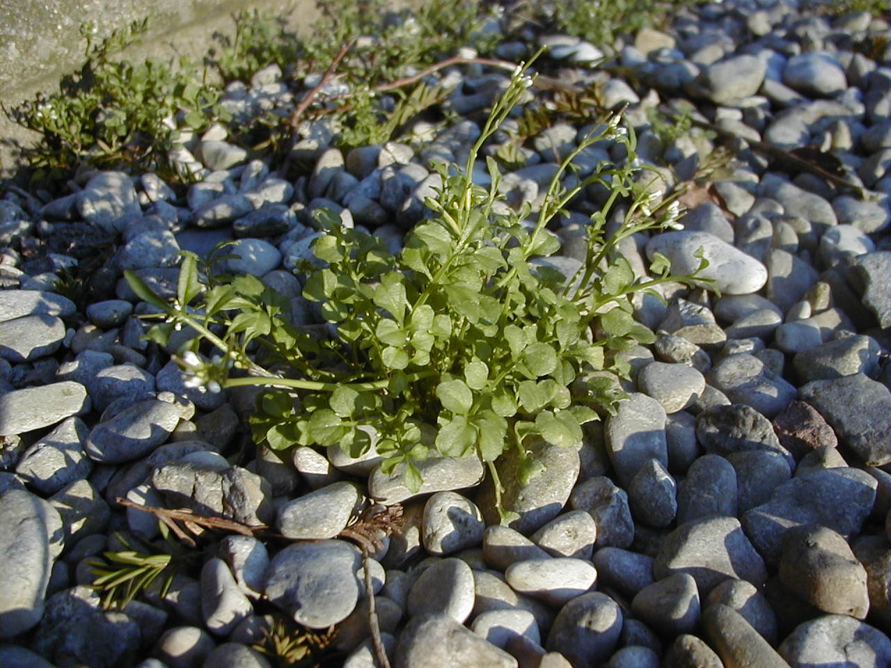 Afficher le média cardamine_hirsuta1md cardamine_hirsuta1md