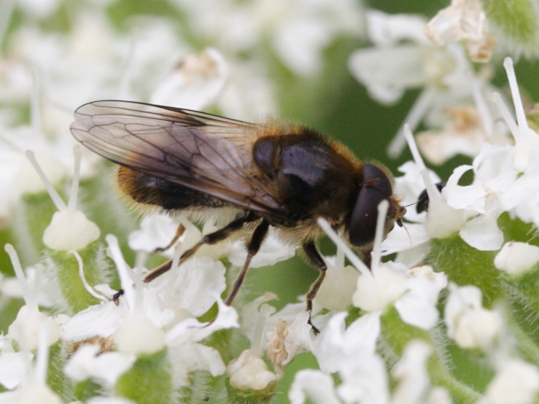 cheilosia_illustrata2md