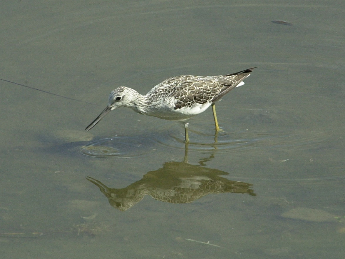 chevalier_aboyeur_-_tringa_nebularia3amd