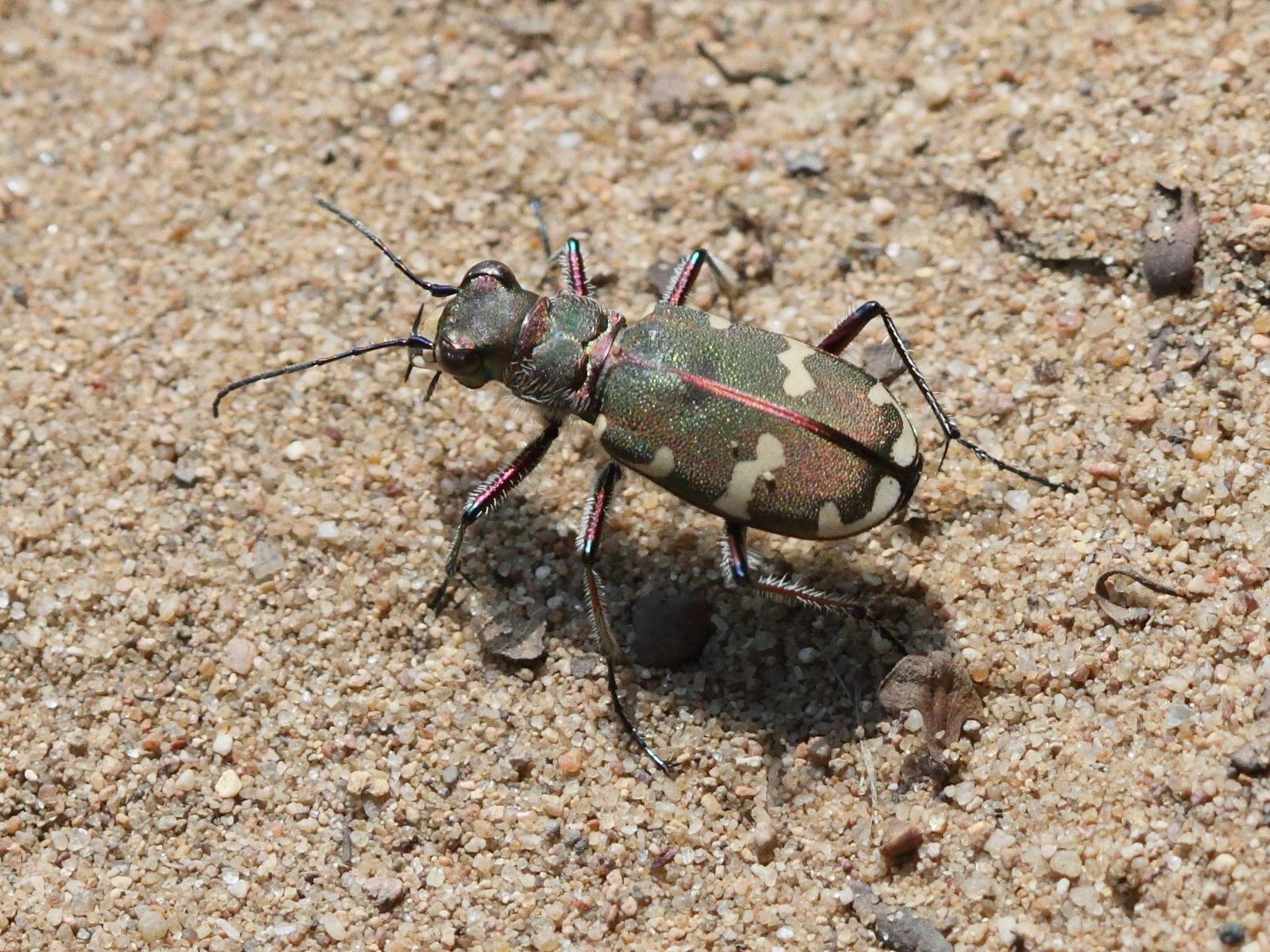 cicindela_hybrida5bd
