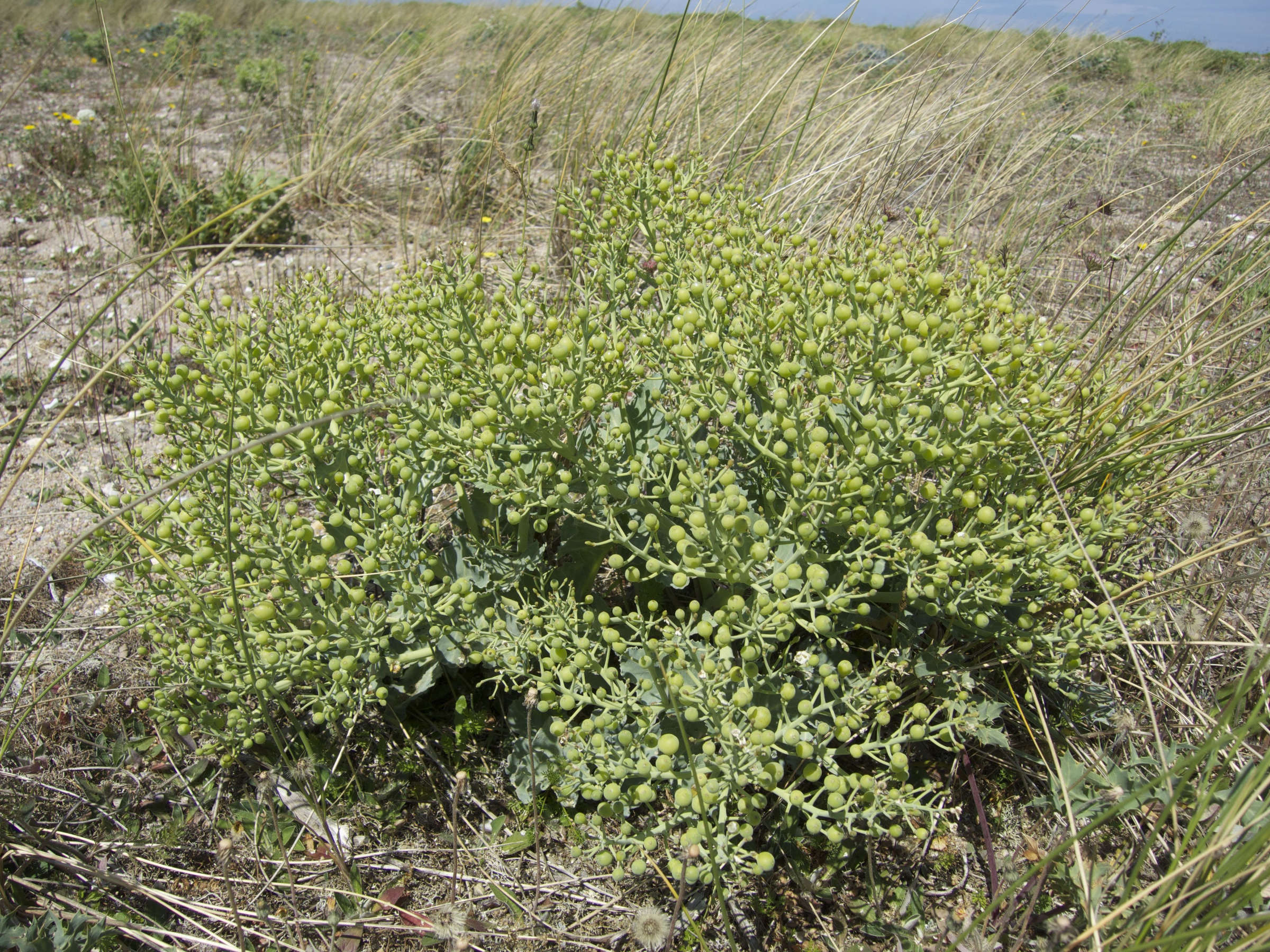 Afficher le média crambe_maritima3md crambe_maritima3md