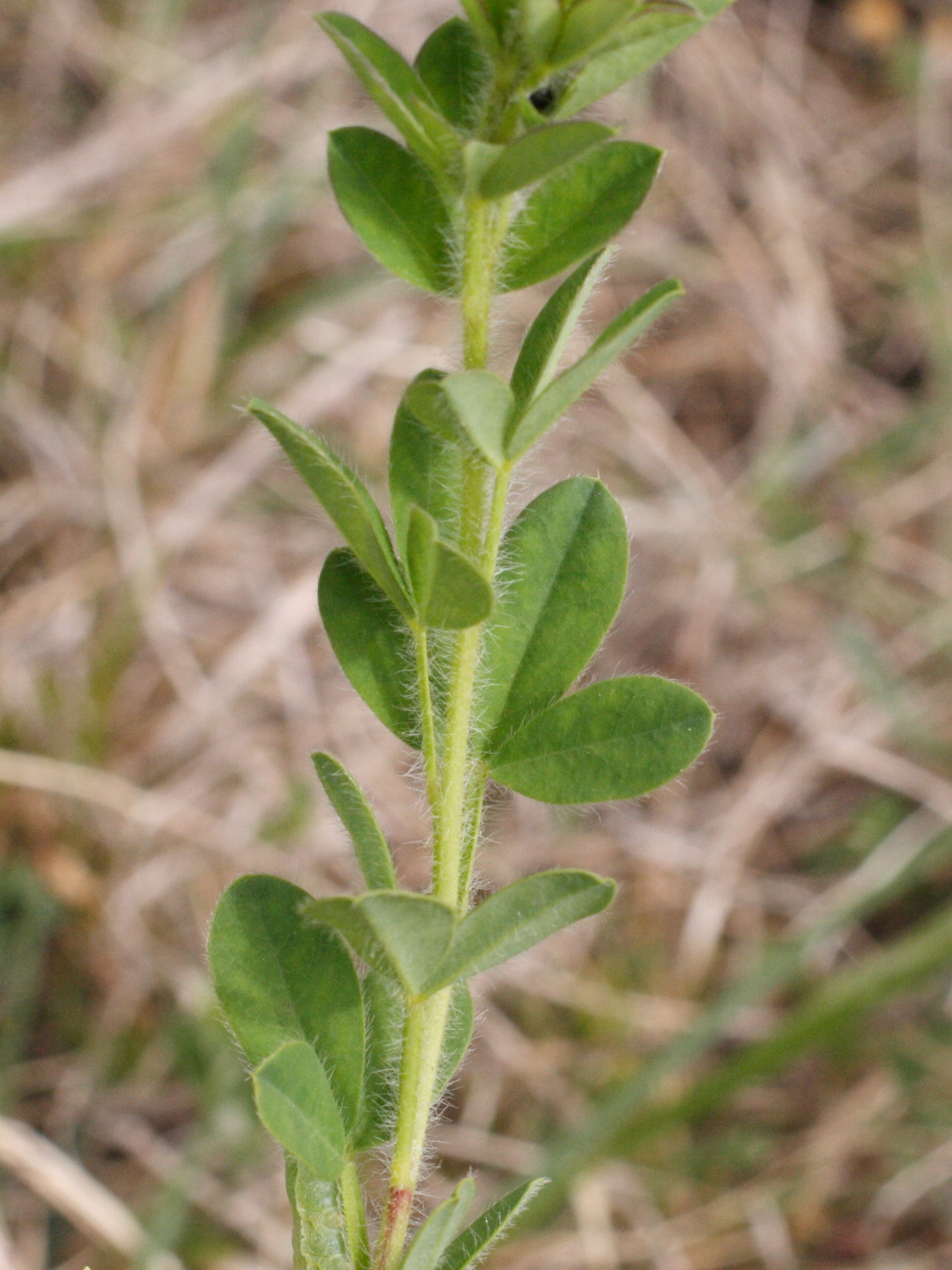 cytisus_hirsutus5md