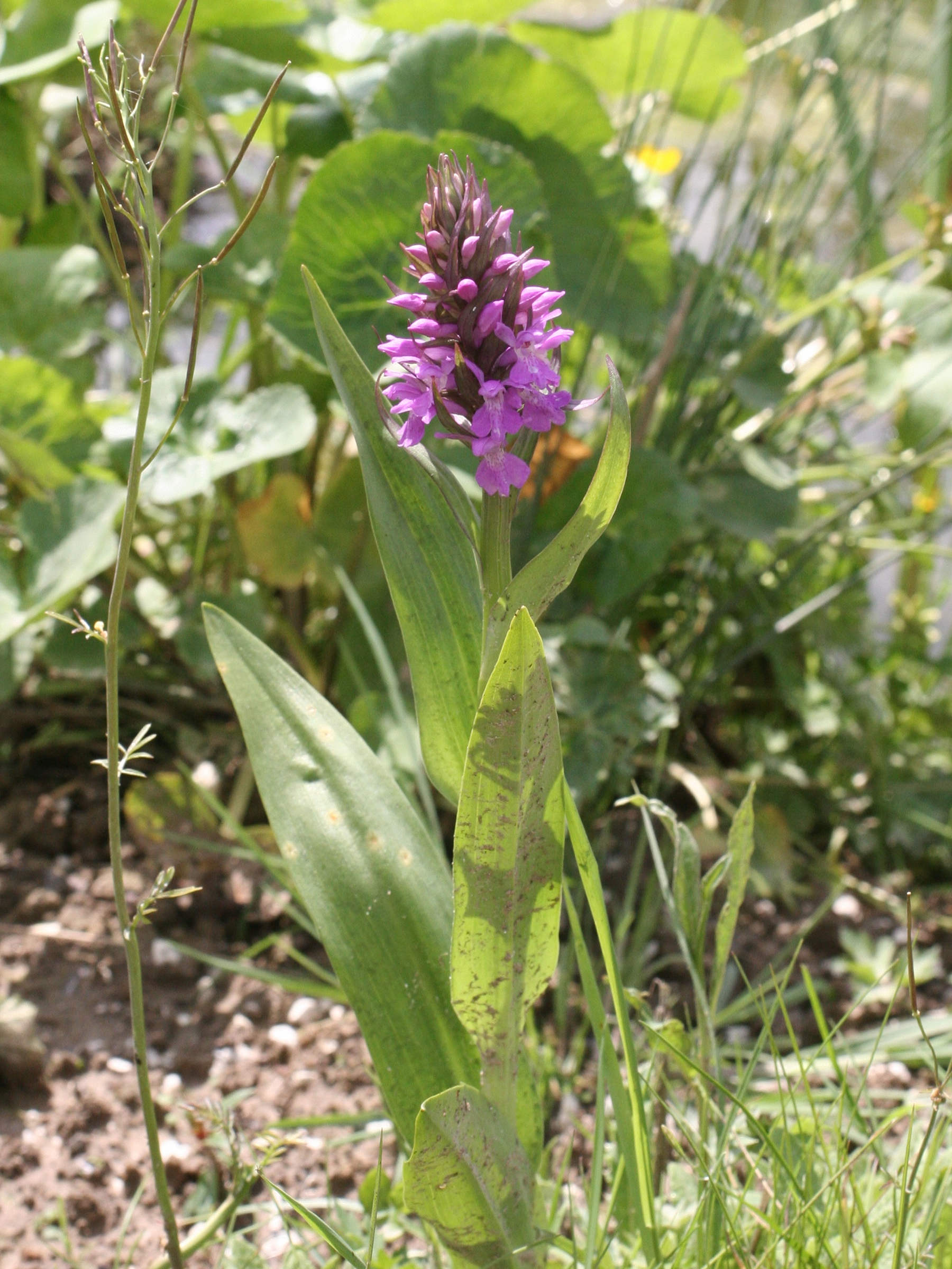 Afficher le média Dactylorhiza_praetermissa Dactylorhiza_praetermissa