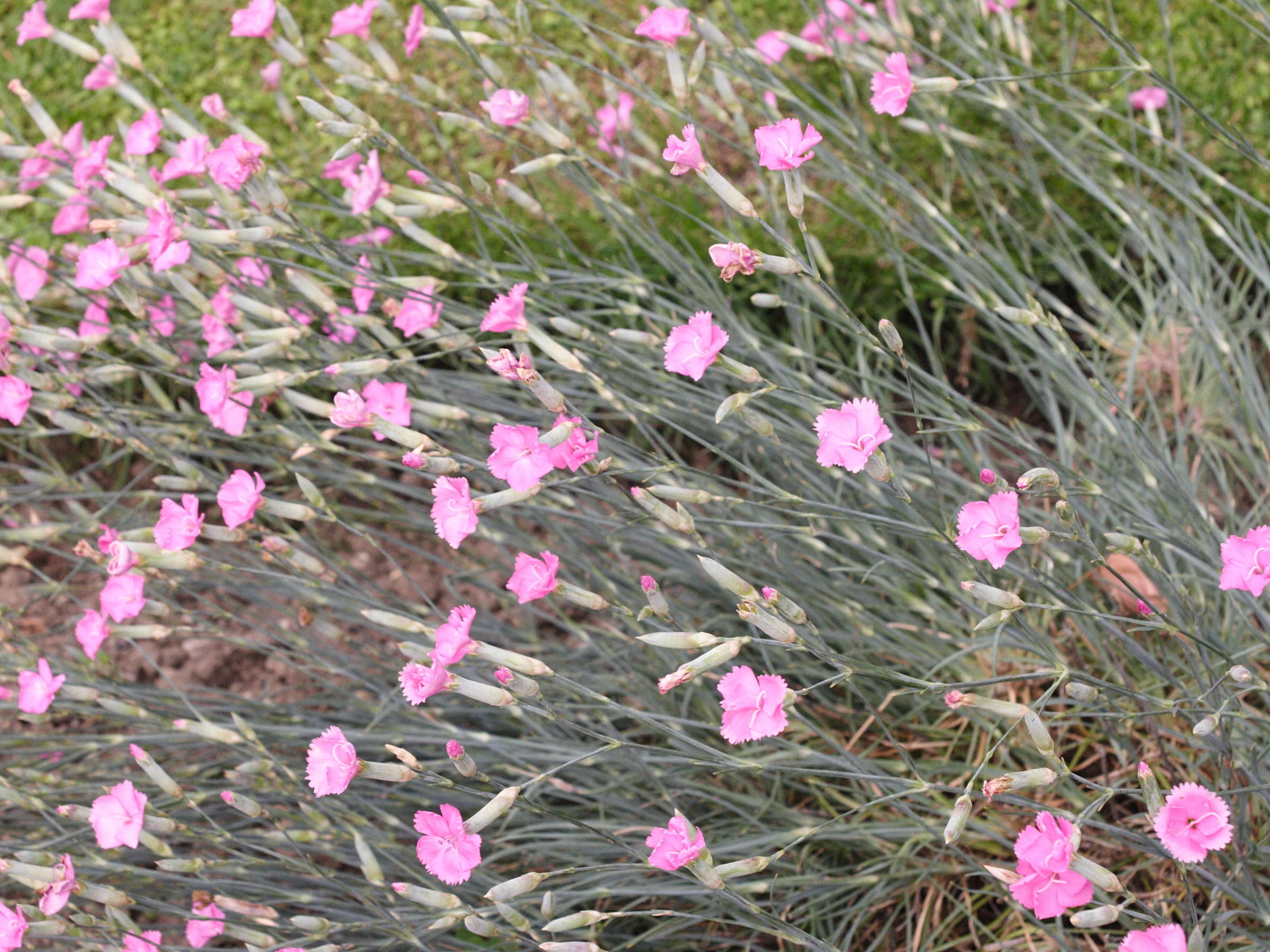dianthus_caryophyllus1md