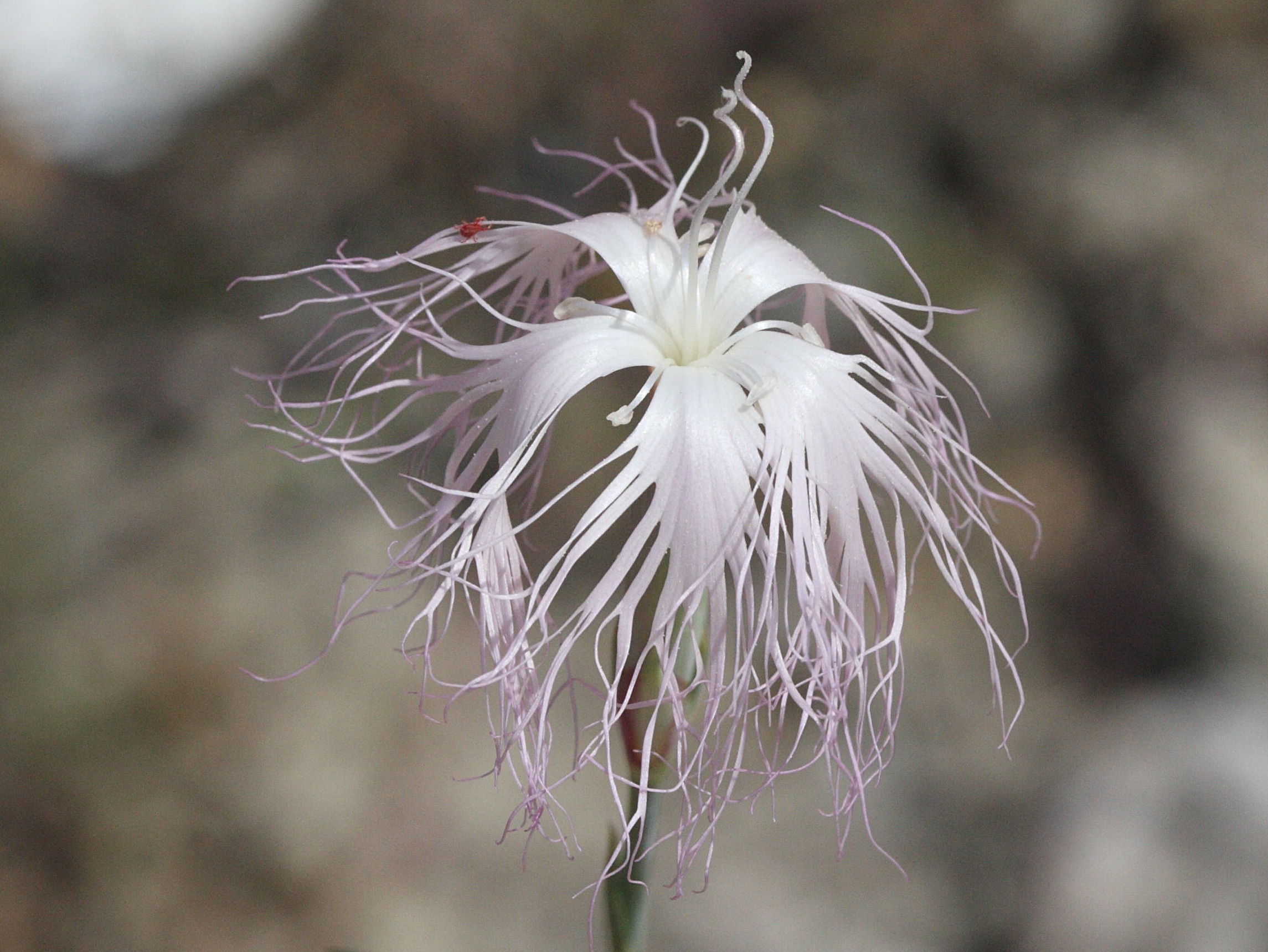 dianthus_crinitus3md