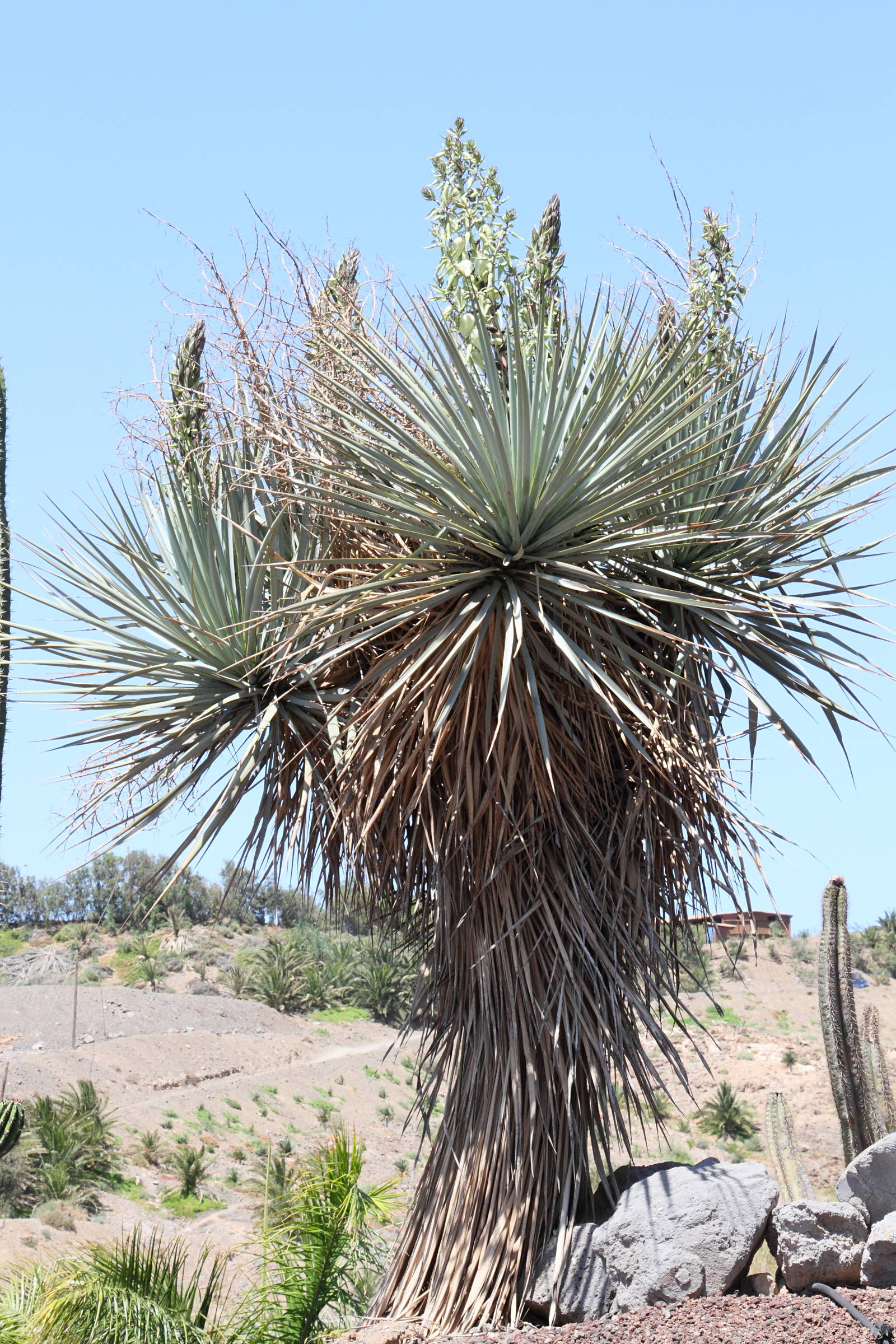 Afficher le média dracaena_draco7md dracaena_draco7md