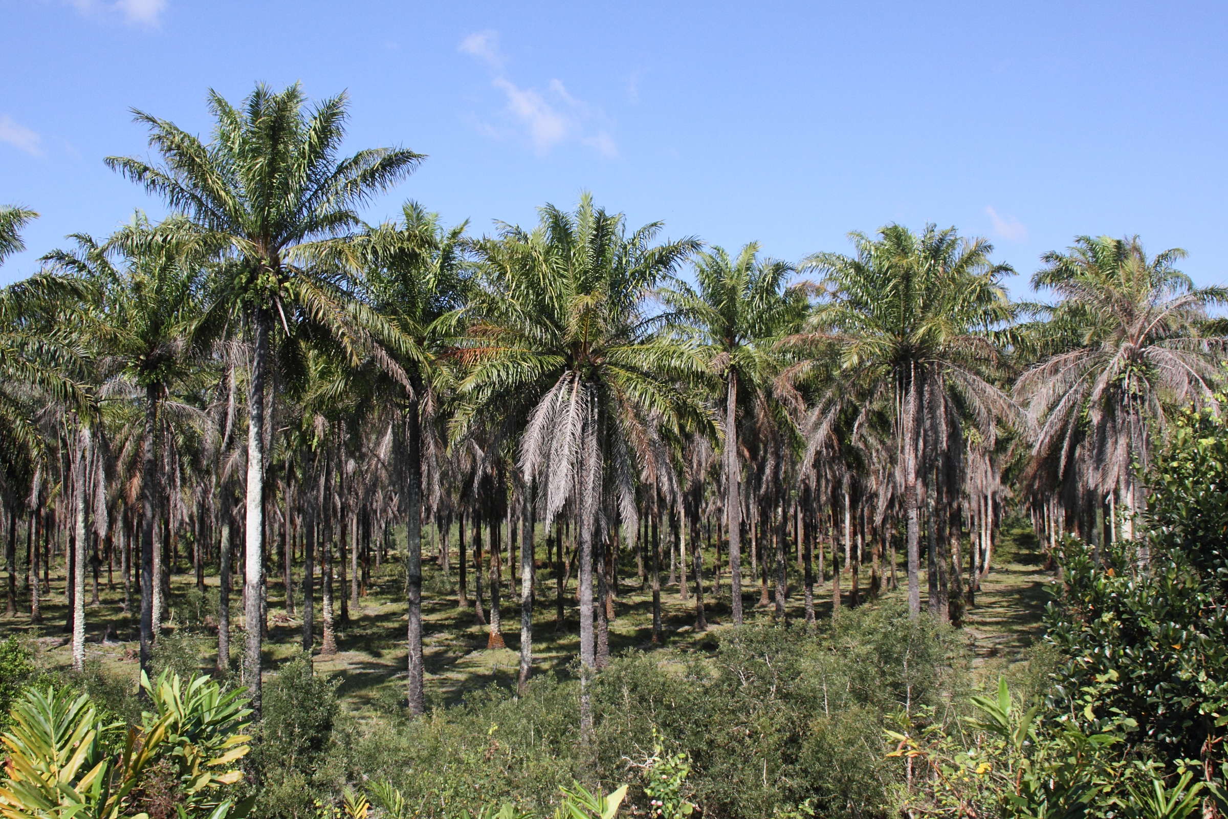elaeis_guineensis4md