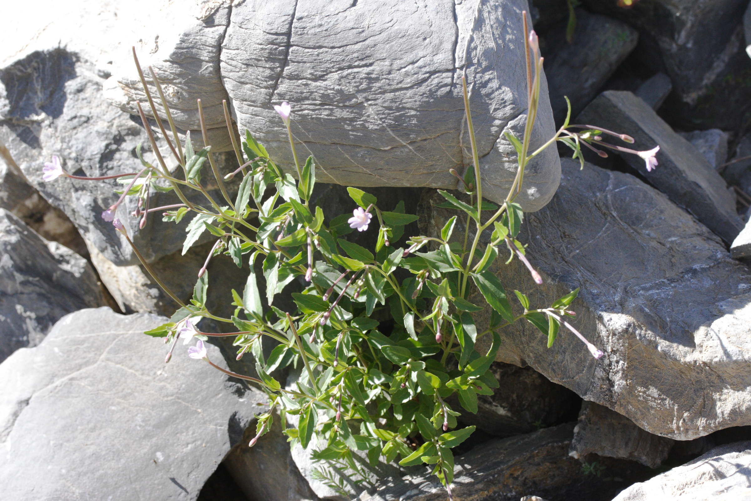 Afficher le média epilobium_anagallidifolium2md epilobium_anagallidifolium2md