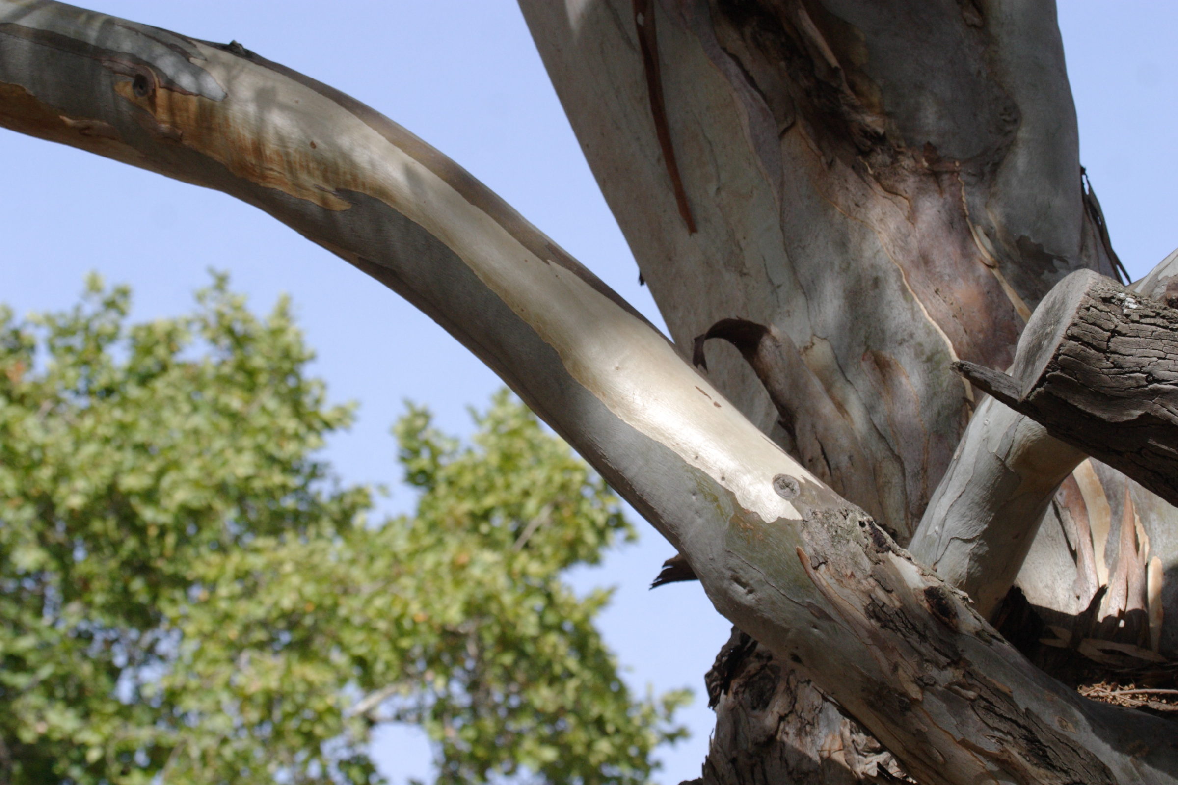 eucalyptus_camaldulensis2bd