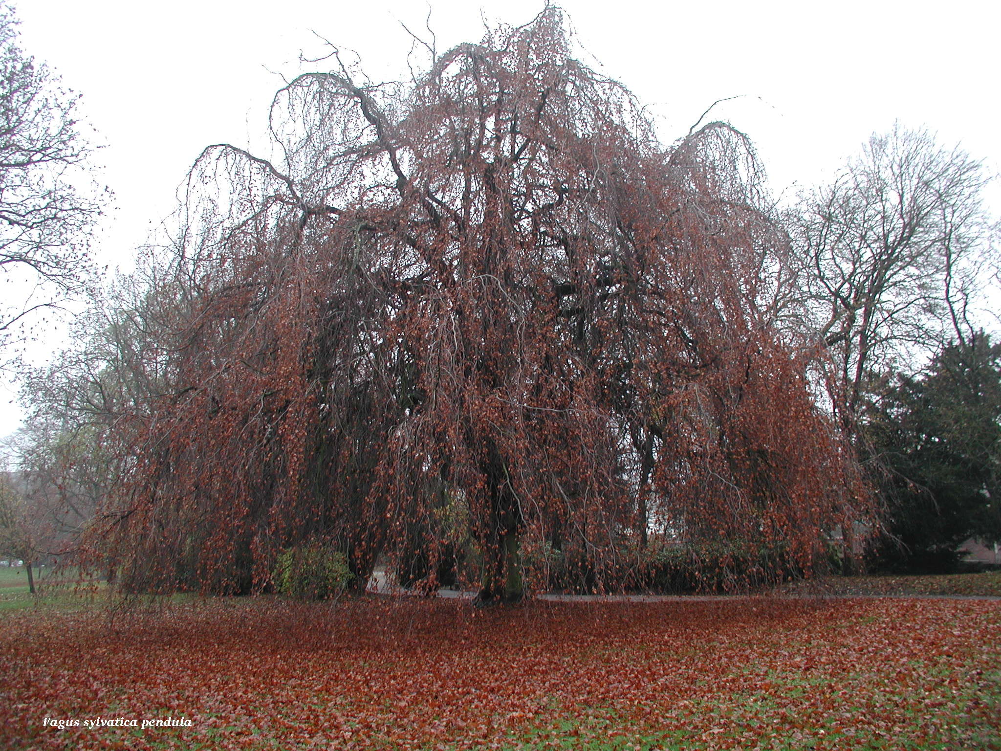 fagus_sylvatica_pendula1bd