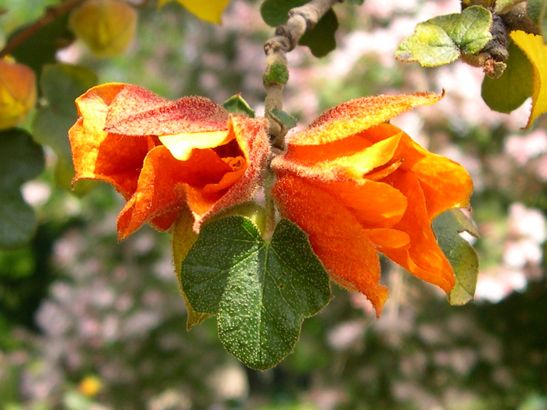 Afficher le média fremontodendron_californicum2md fremontodendron_californicum2md