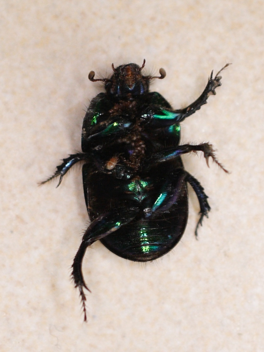 geotrupes_mutator2md