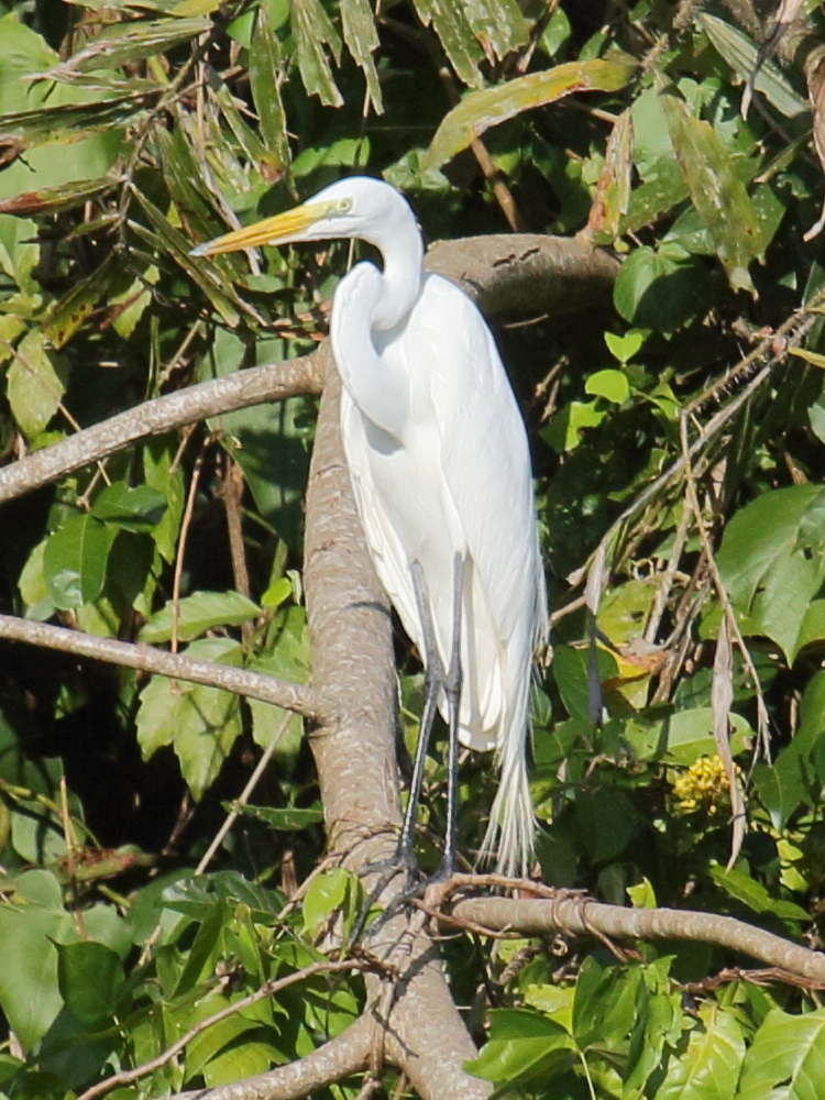 grande_aigrette_-_ardea_alba8bd