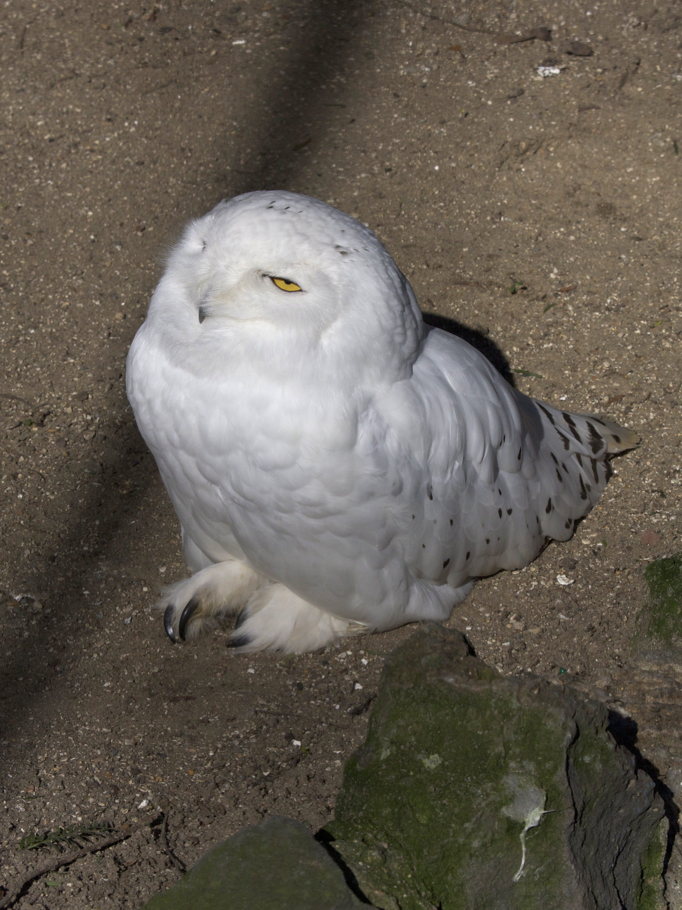 harfang_des_neiges_-_bubo_scandiacus1md