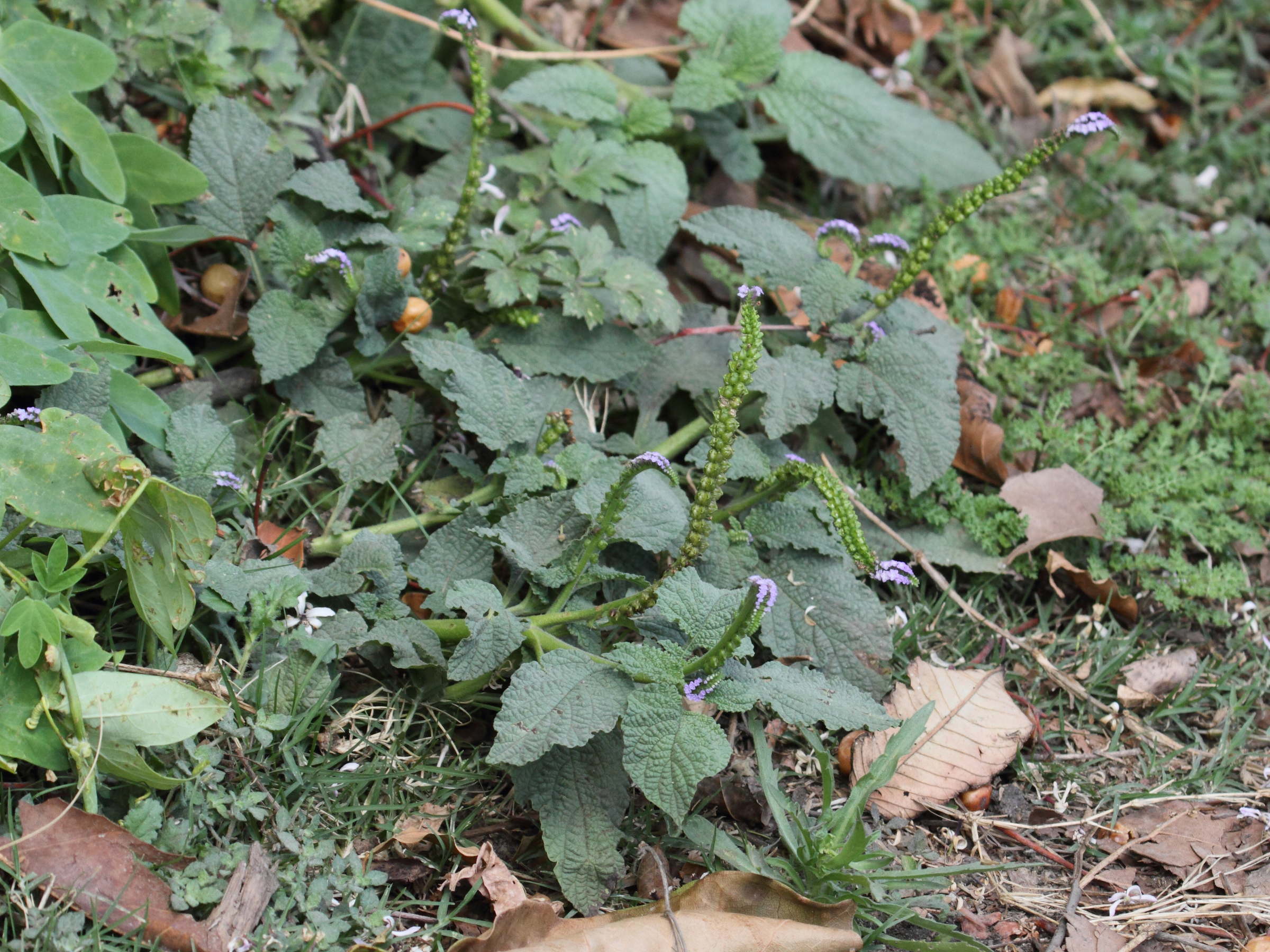 heliotropium_indicum1bd