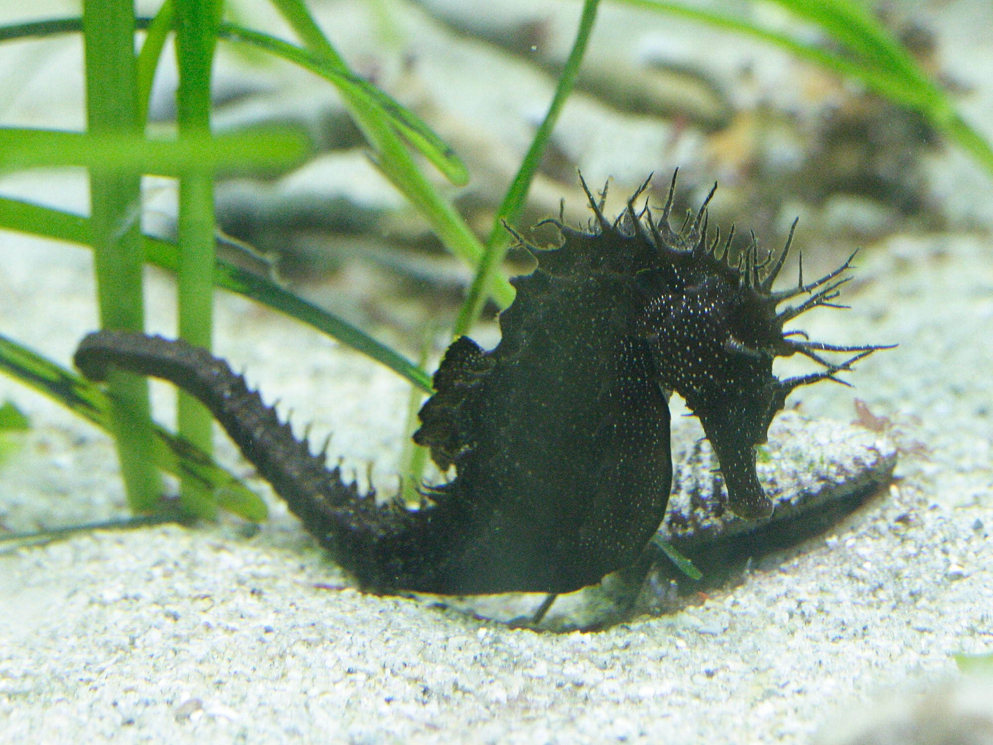 hippocampus_guttulatus5md