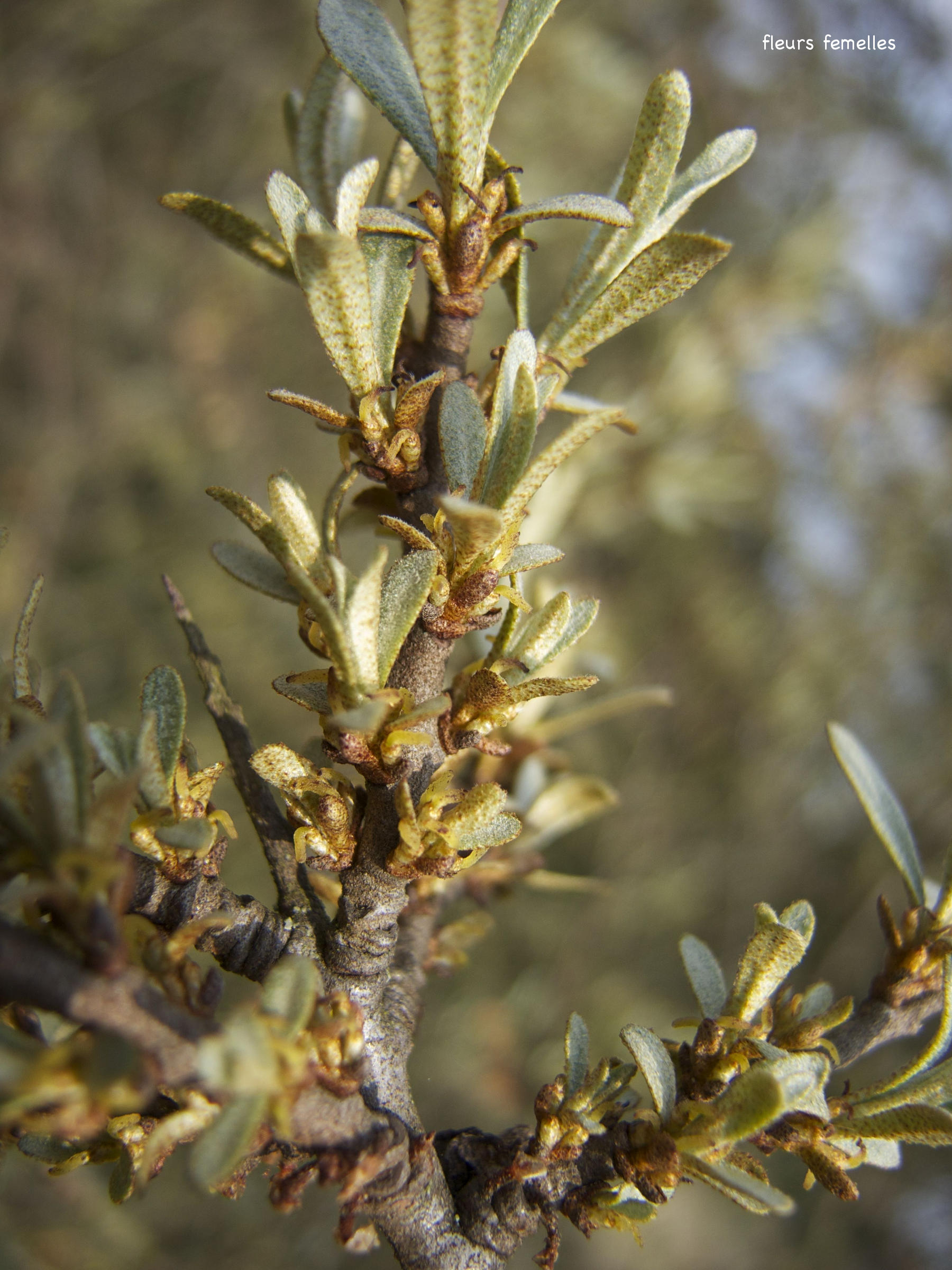 hippophae_rhamnoides8amd