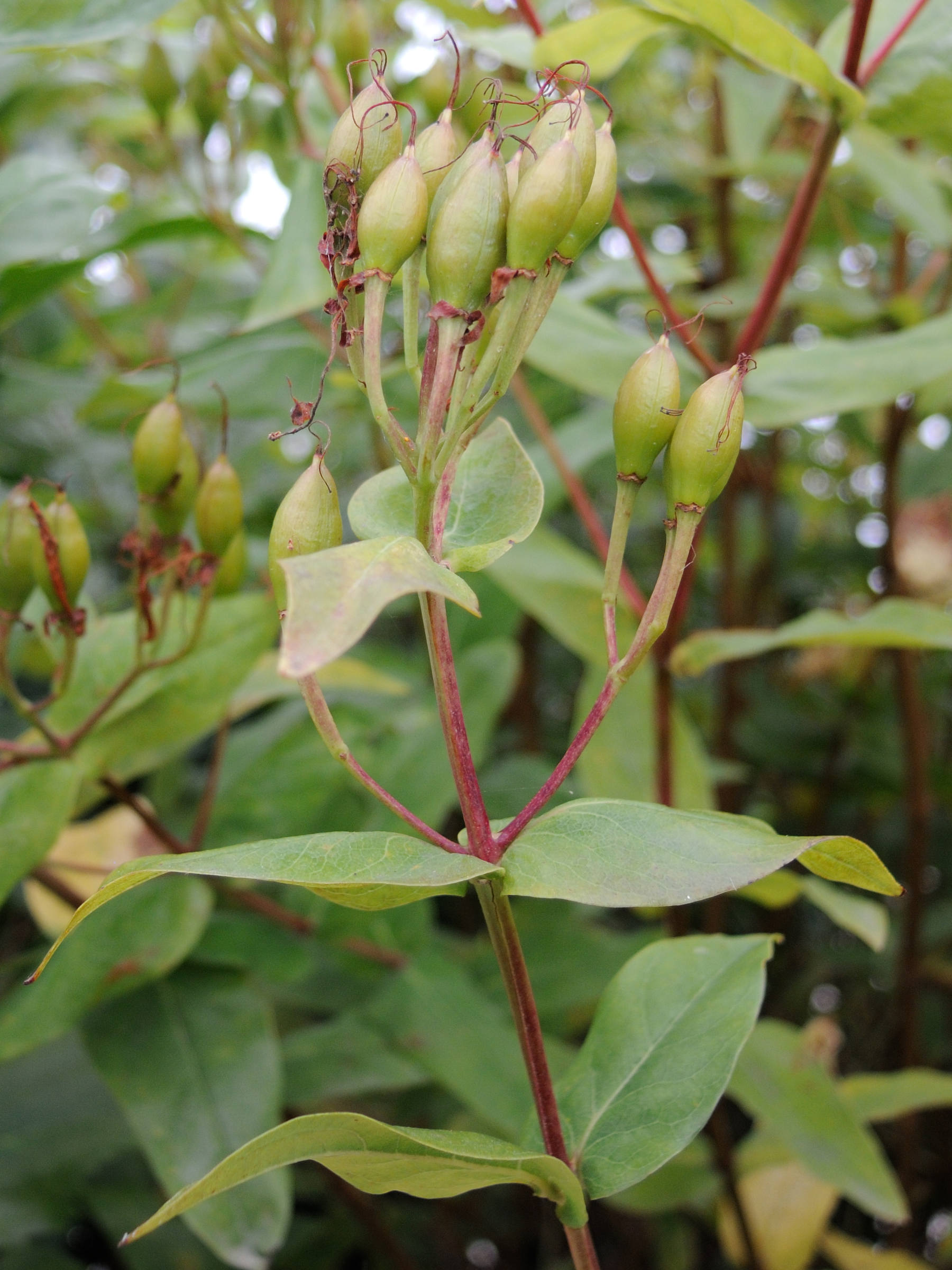 Afficher le média hypericum_hircinum3md hypericum_hircinum3md