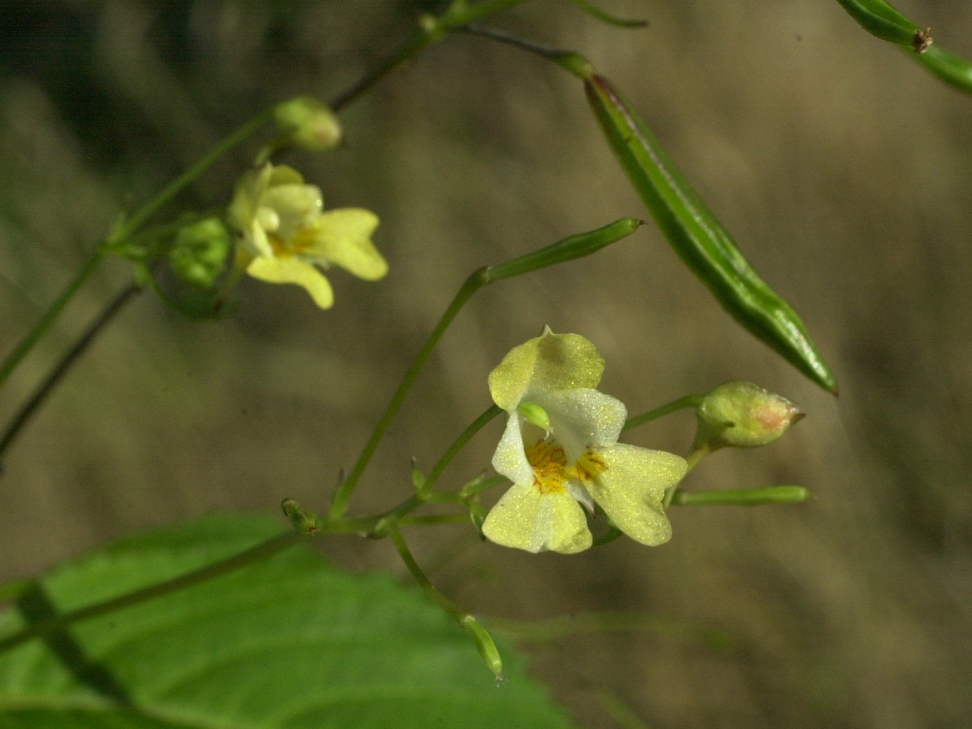 impatiens_parviflora3md