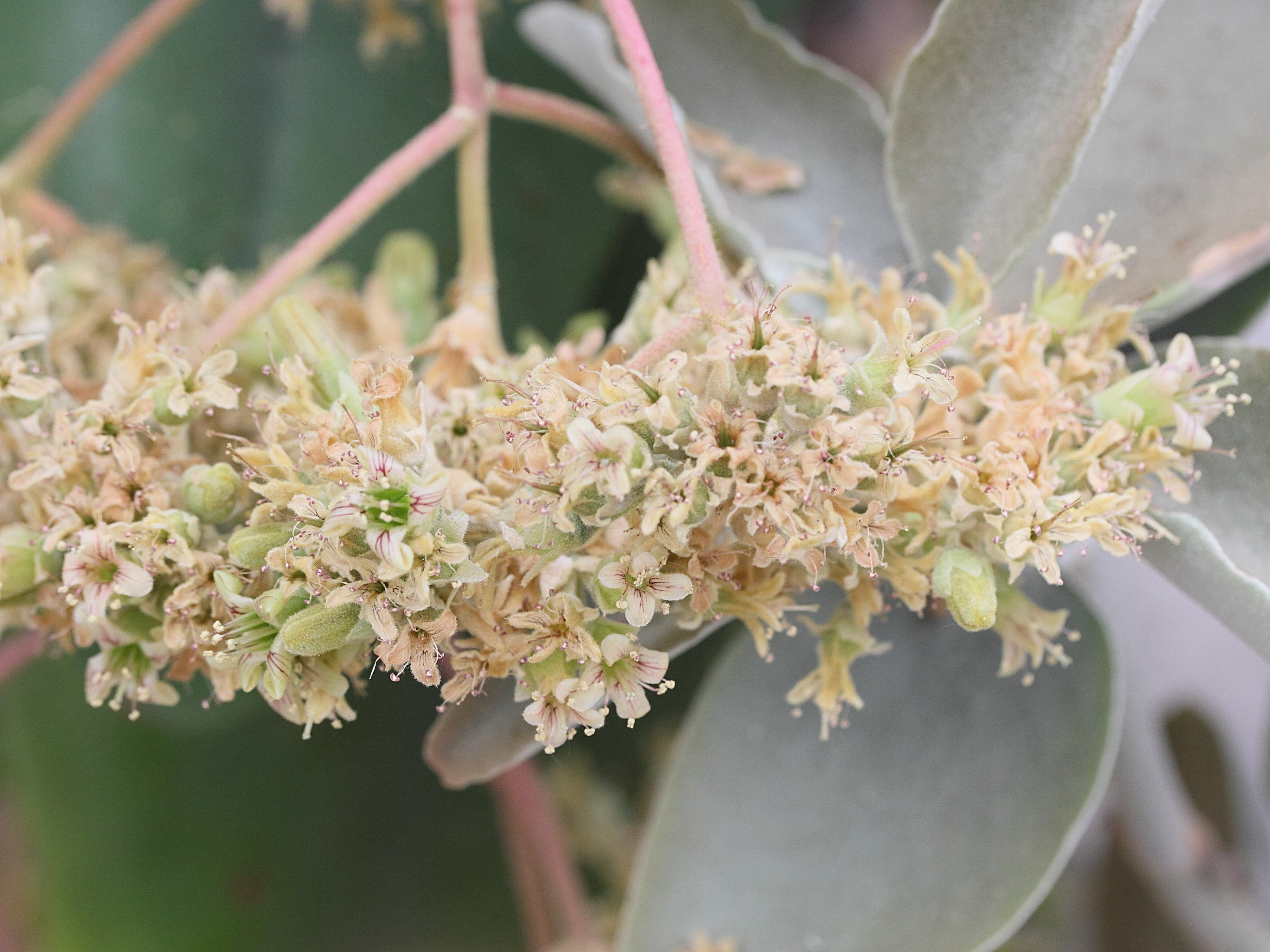 Afficher le média kalanchoe_beharensis3md kalanchoe_beharensis3md